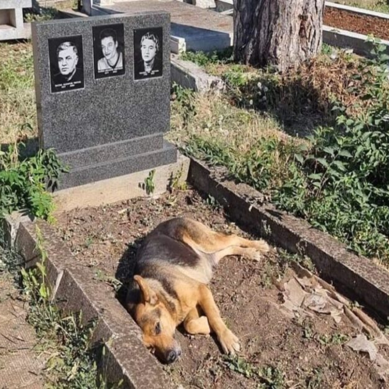 Capitan’s Vigil: A Loyal German Shepherd’s Unbreakable Bond with His Late Owner