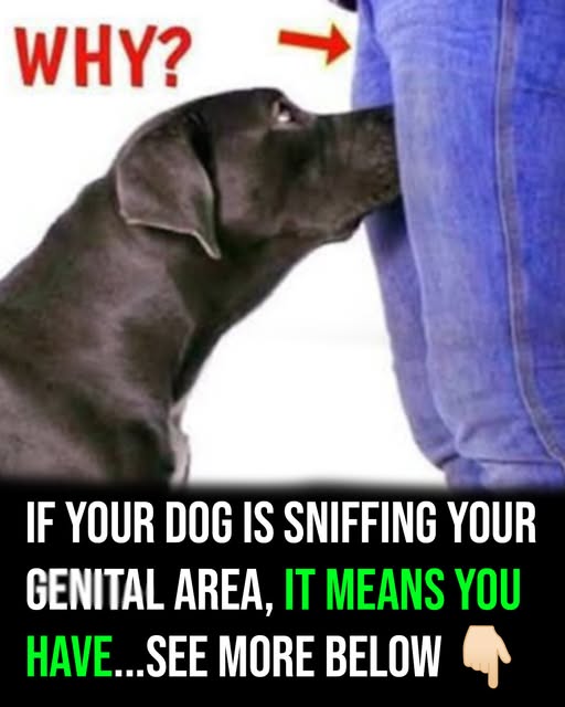 If your dog is sniffing your crotch, here’s what it means…