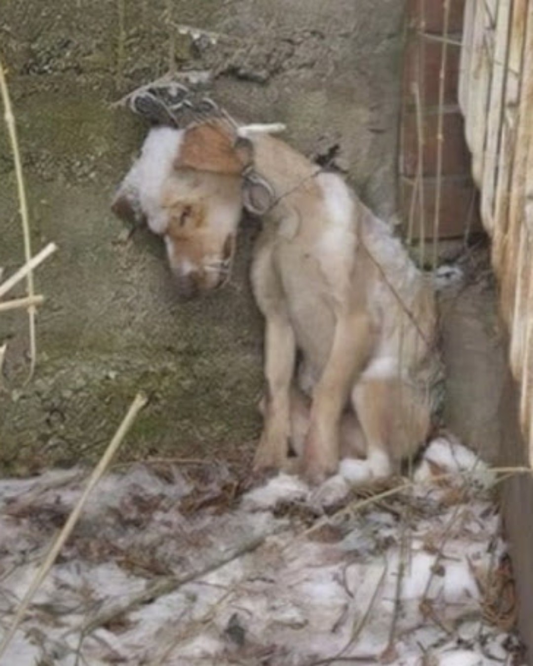 From Chains to Warm Embrace: A Dog’s Inspiring Journey to Healing and Hope1136