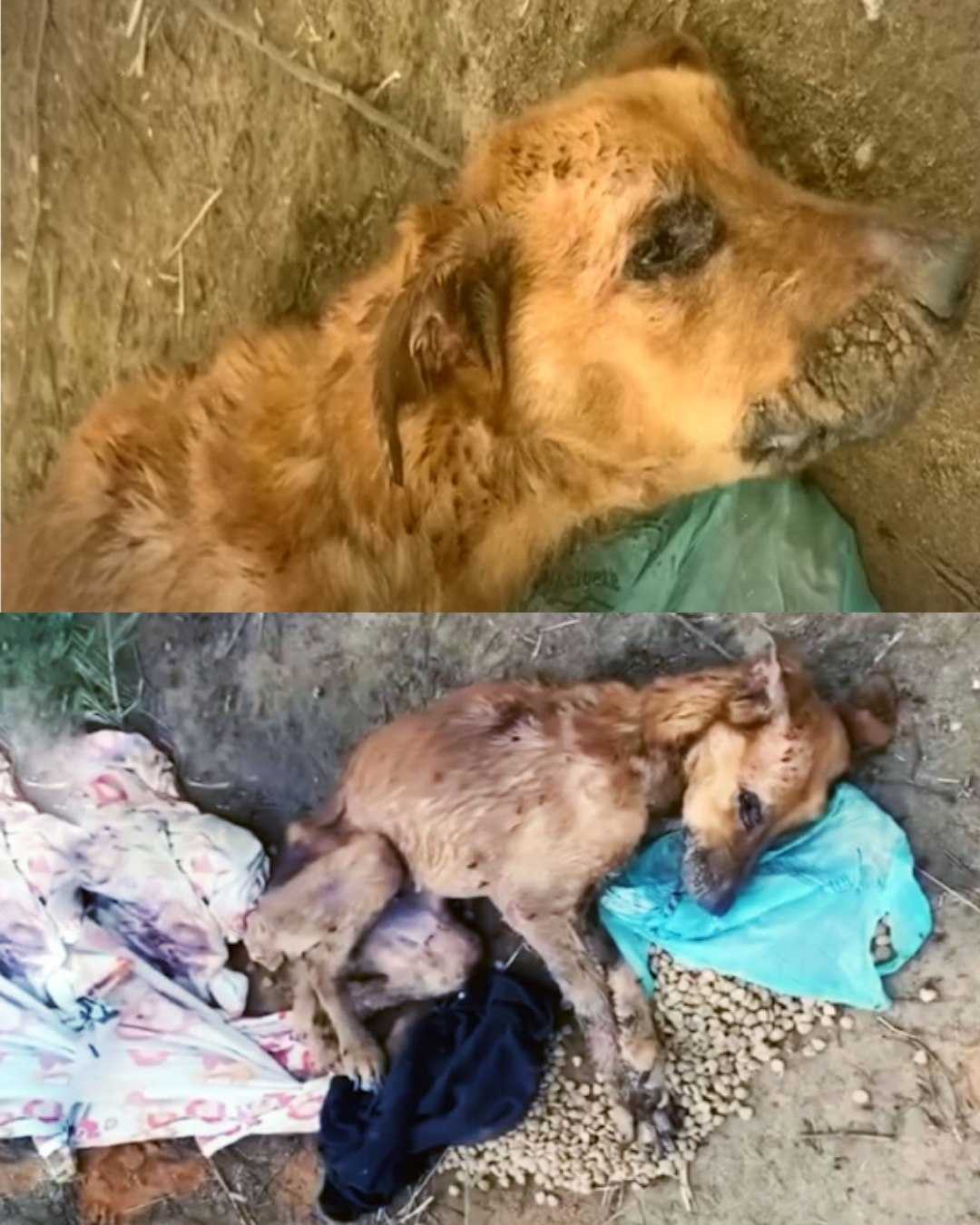 From Streets to Home: Phoenix’s Inspiring Journey of Survival and Triumph Through Compassion1157