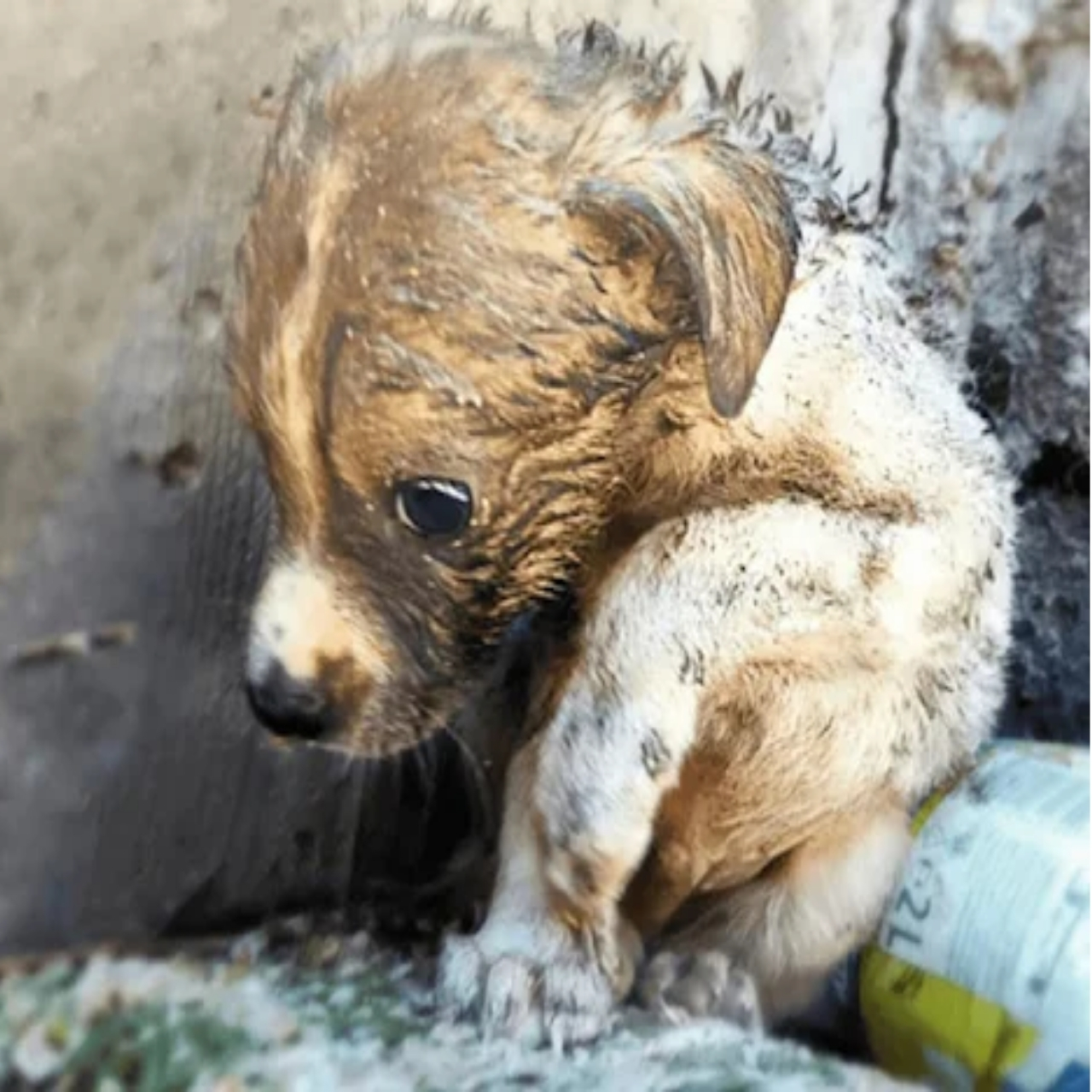 Heartbreak as Puppy Rescued from Dumpster Loses Battle for Life Despite Rescue Efforts