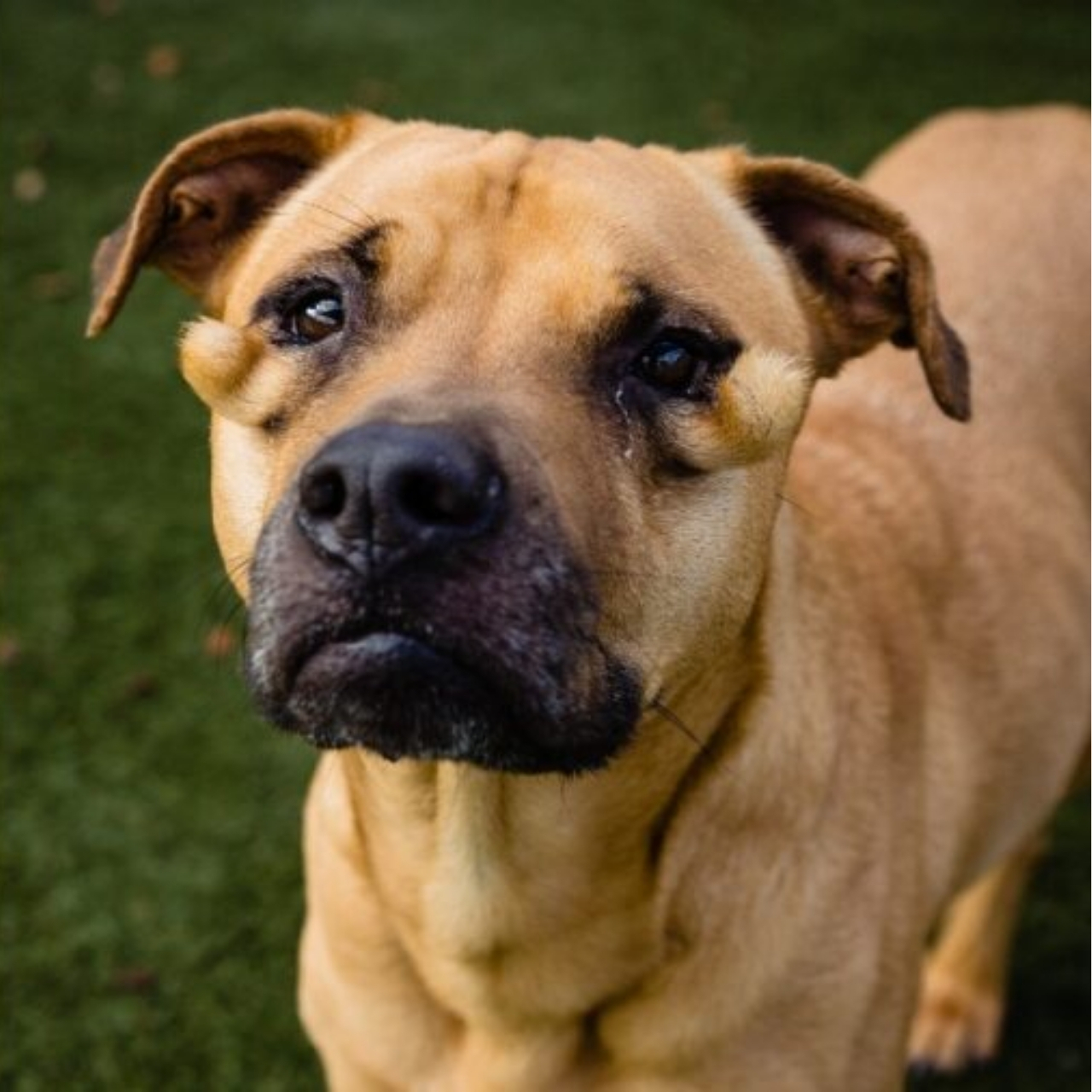 From Rescue to Bliss: How Social Media and Kindness Gave Lena a Forever Home