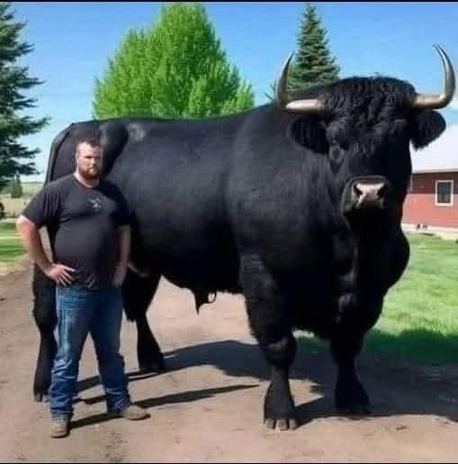 Farmer Spends $6,500 on Black Angus Bull