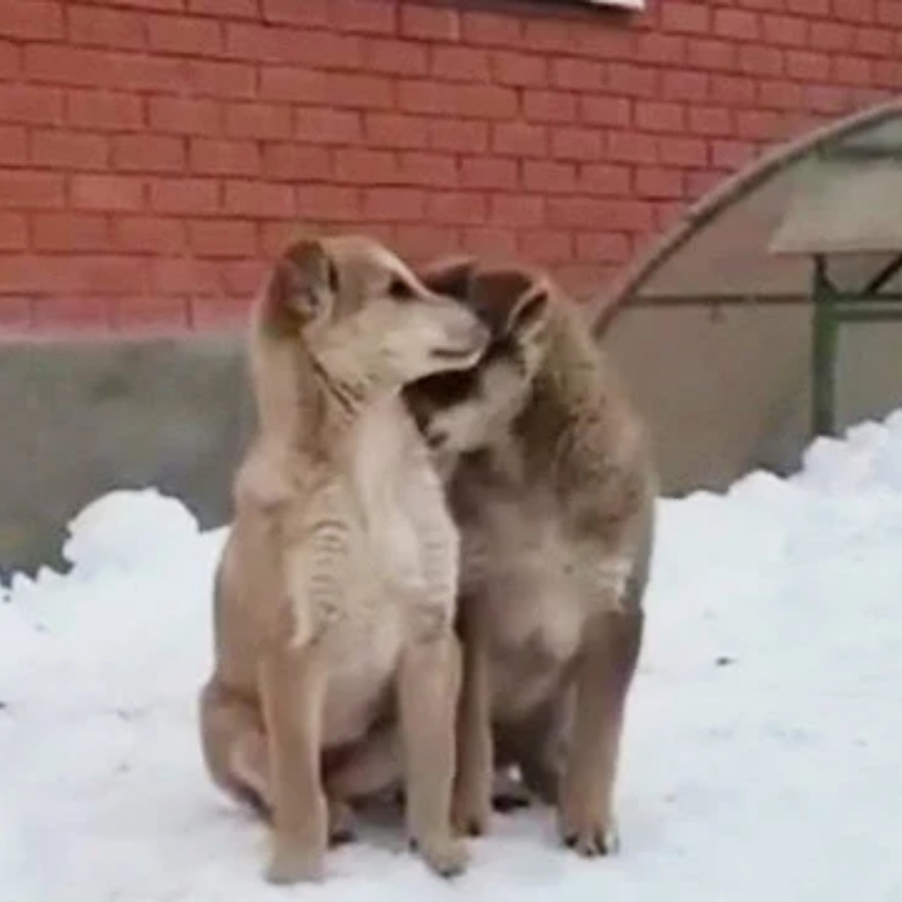 Blind Pups Form Unbreakable Bond, Inspire with Resilience and Love