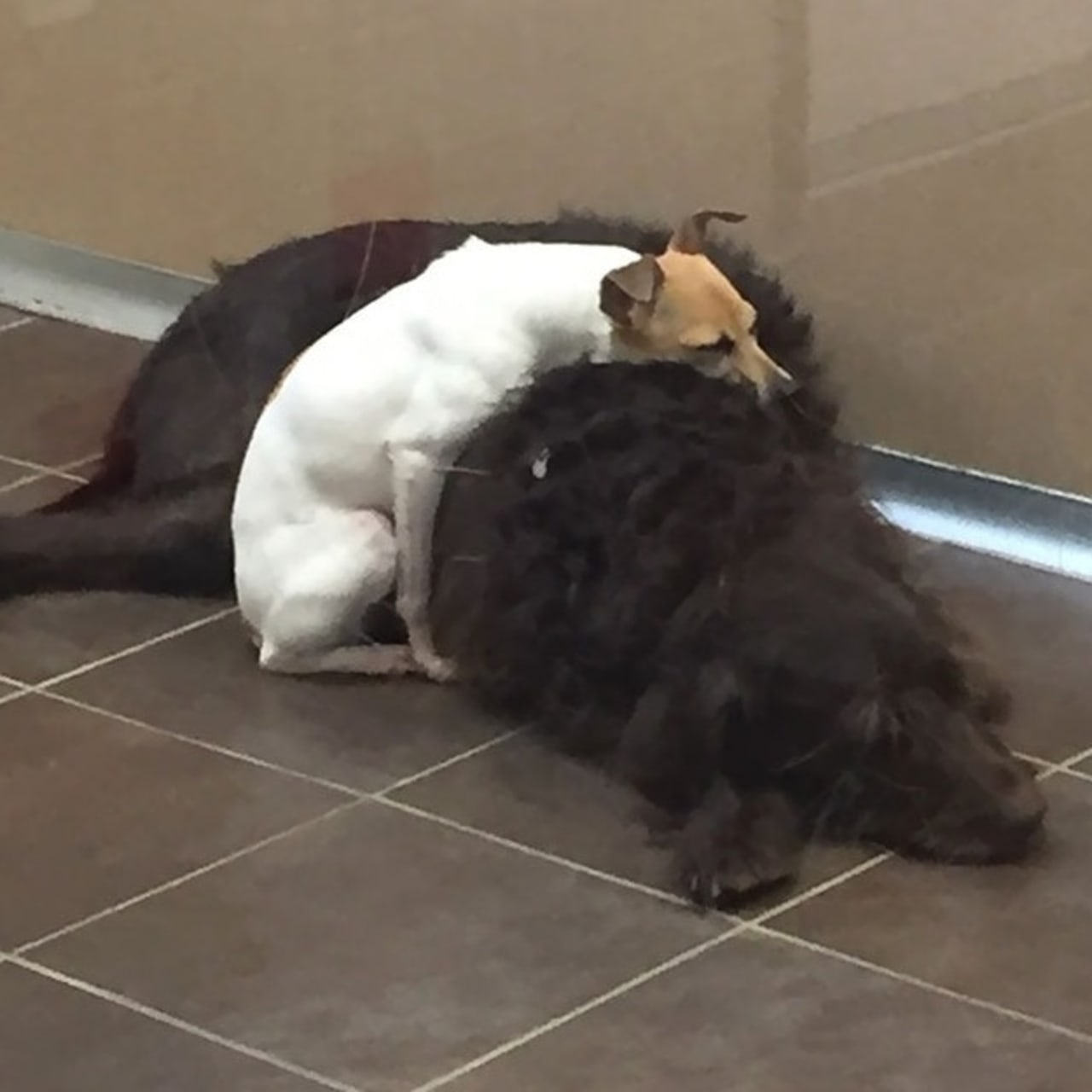 Inseparable Canine Duo Finds New Home and Family After Heartwarming Journey