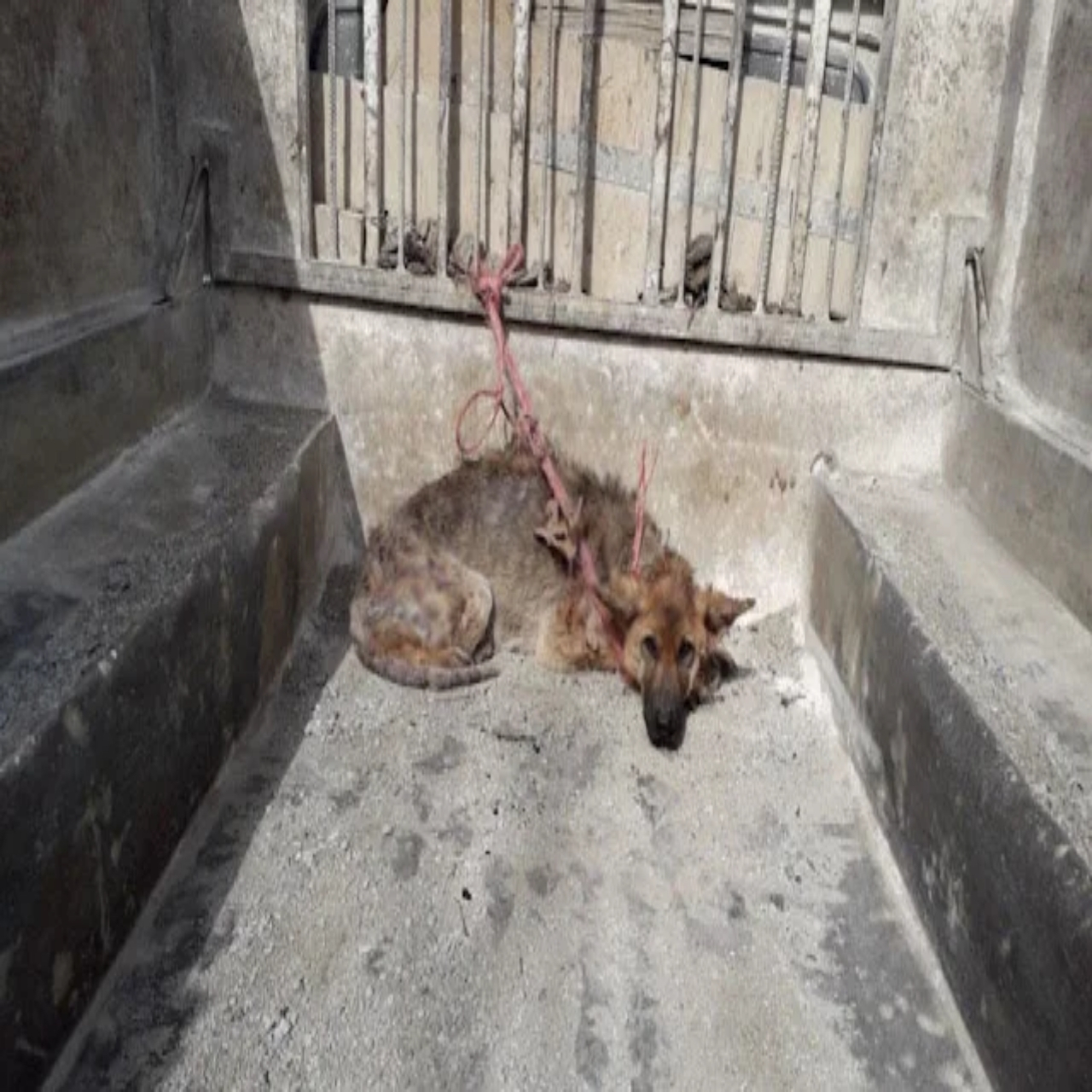 From Suffering to Hope: Shirin’s Remarkable Journey Toward a New Life