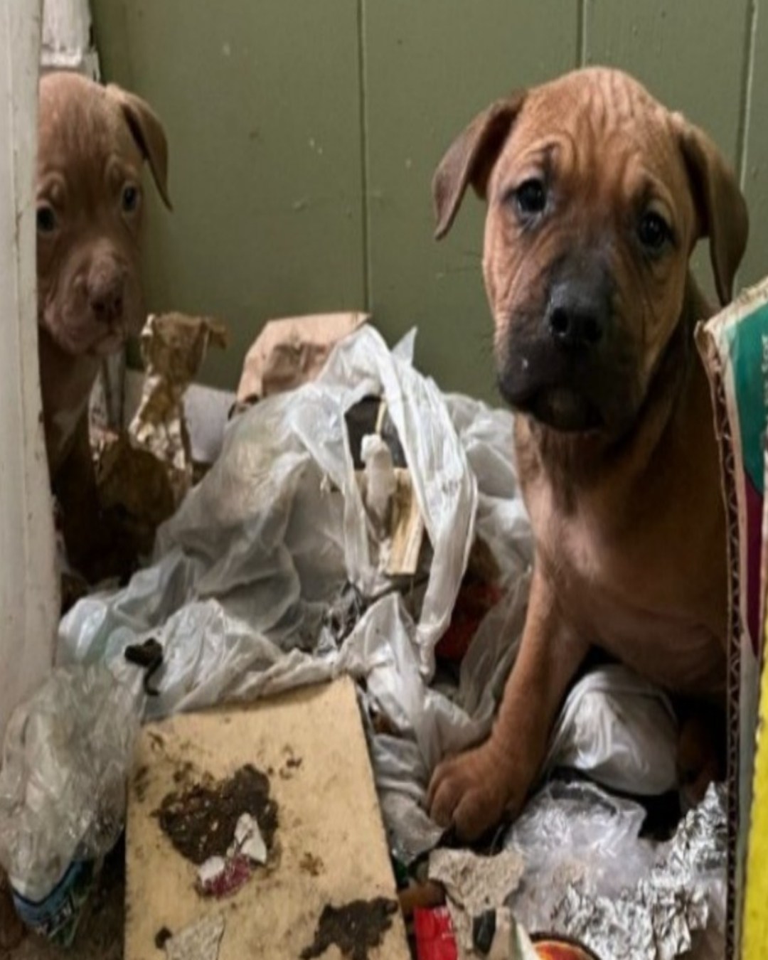 The House That Held Their Hope: A Heartwarming Story of Survival and Second Chances1711