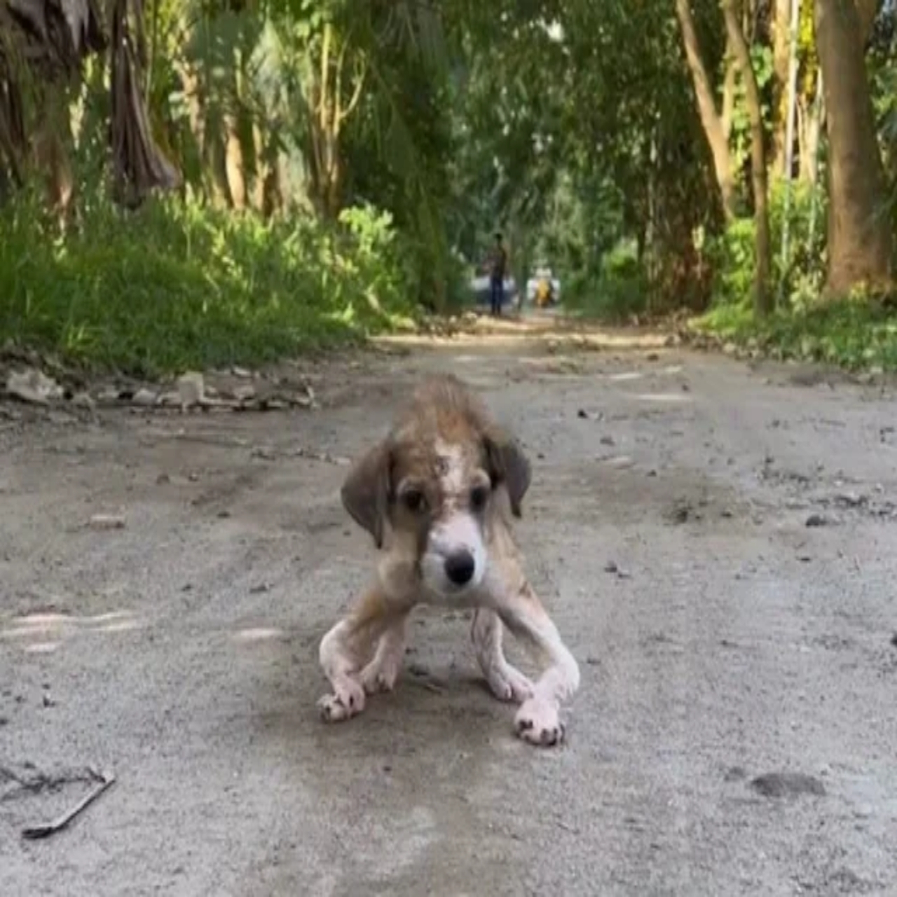 Community Rallies Around Injured Motorcyclist, Sparking a Heartwarming Journey of Recovery and Hope