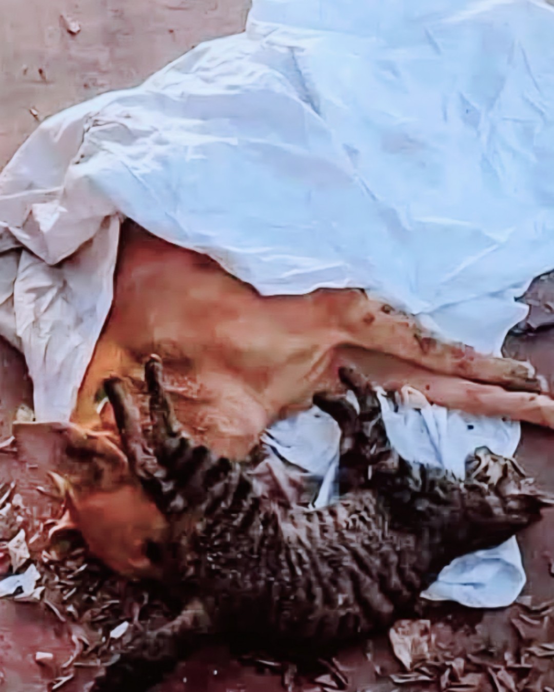 A Shelter of Hearts: The Touching Story of Bruno and Mimi1781