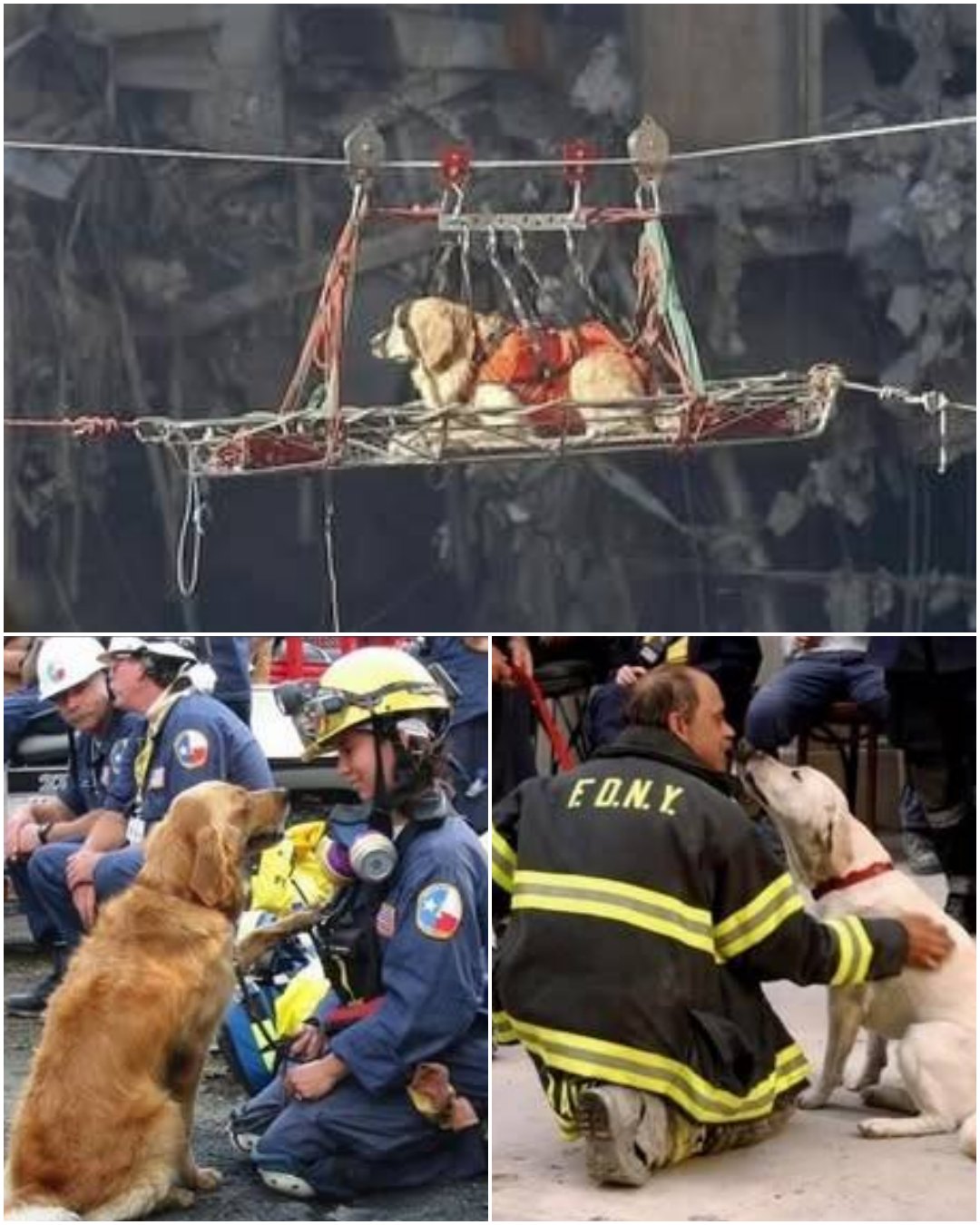 Bretagne’s Legacy of Light – A Heartwarming Story of Courage, Devotion, and the Unbreakable Bond Between a Hero Dog and Her Handler1717