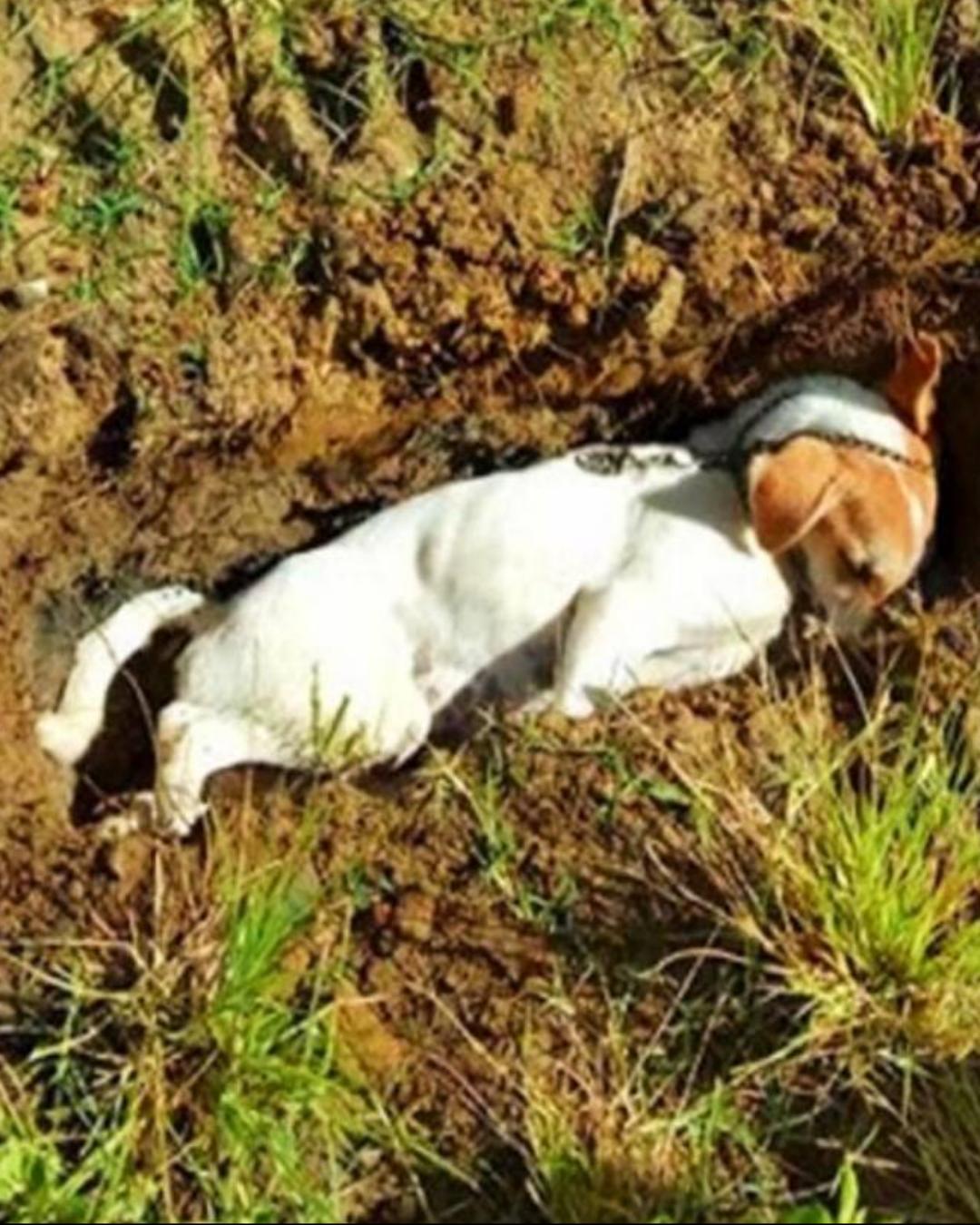Guardian of the Heart: The Heroic Journey of a Brave Dog from Merauke1895