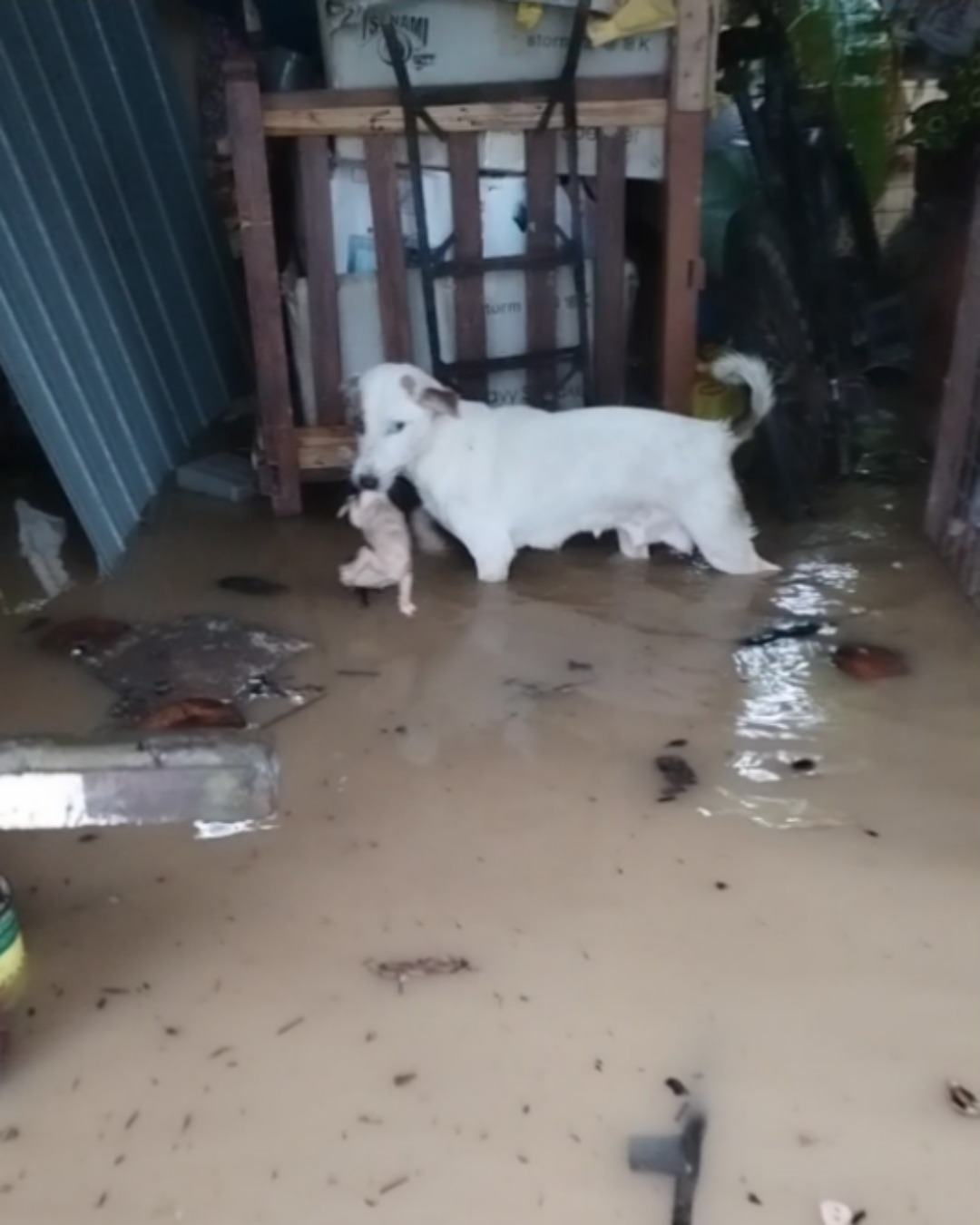 Lumi’s Promise: A Heartwarming Story of Courage in Rising Waters1728