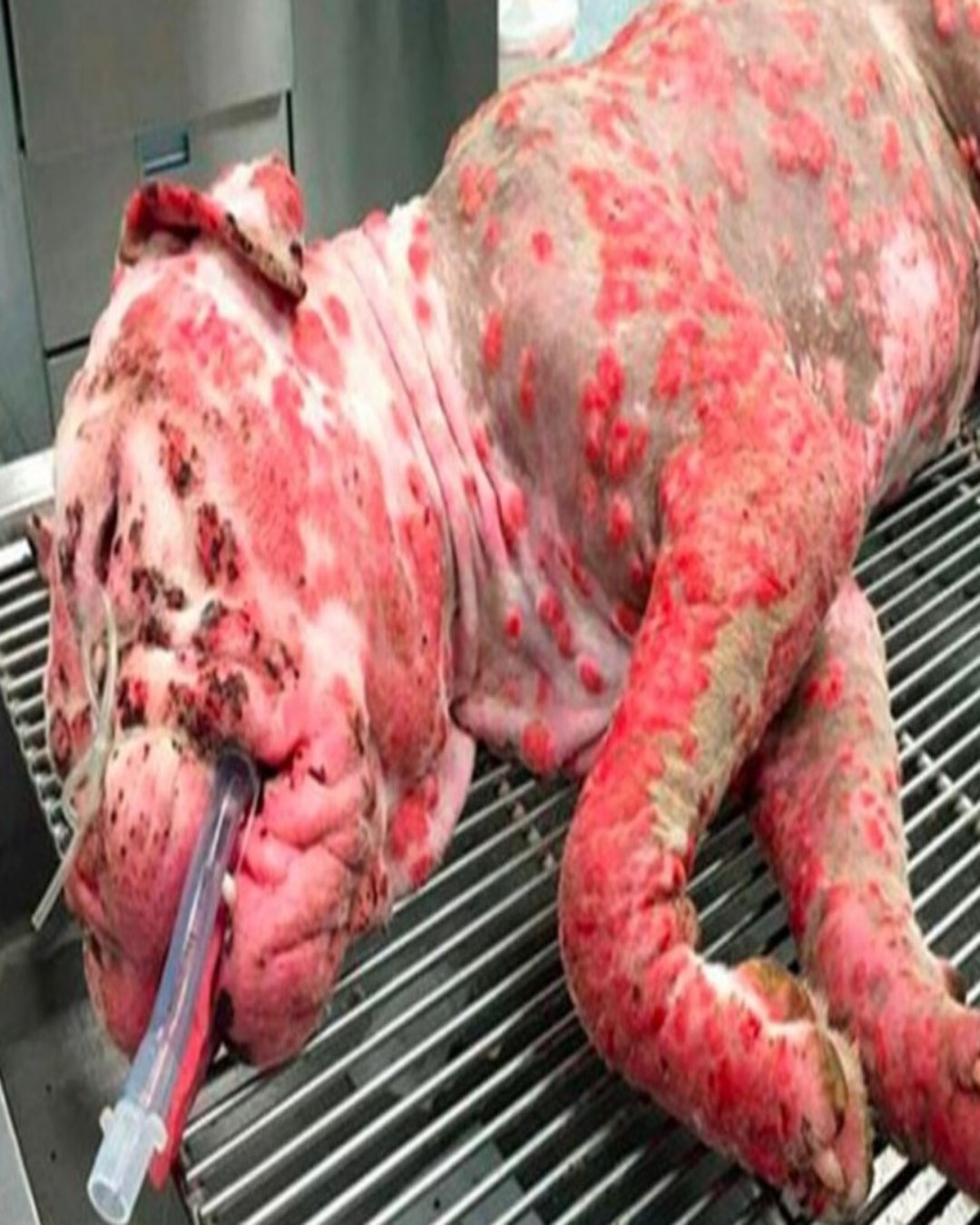 Stinger’s Triumph: The Heartwarming Journey of a Brave Deaf Dog1894