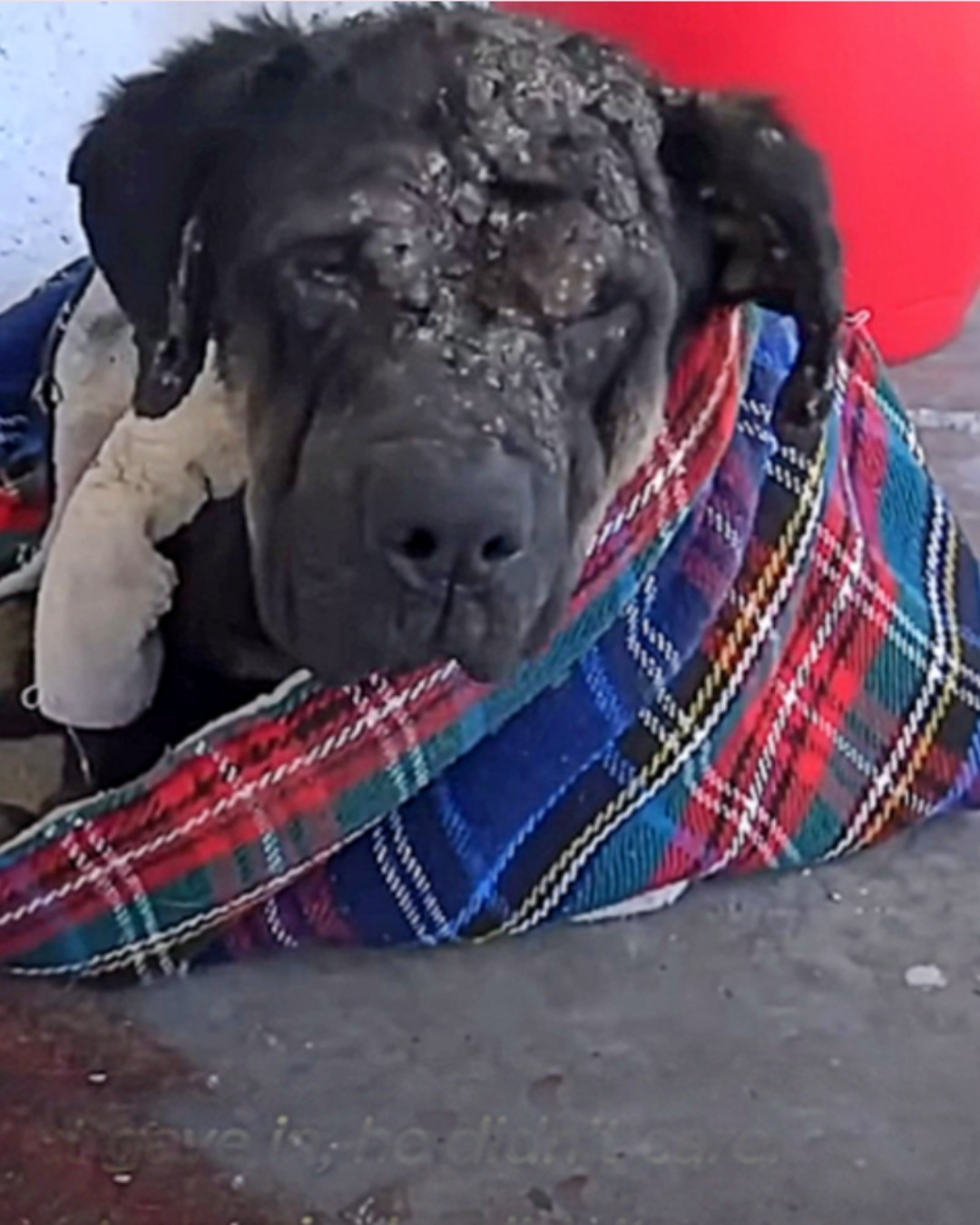 From Streets to Sunshine: The Heartwarming Journey of a Rescued Puppy in Los Angeles1847