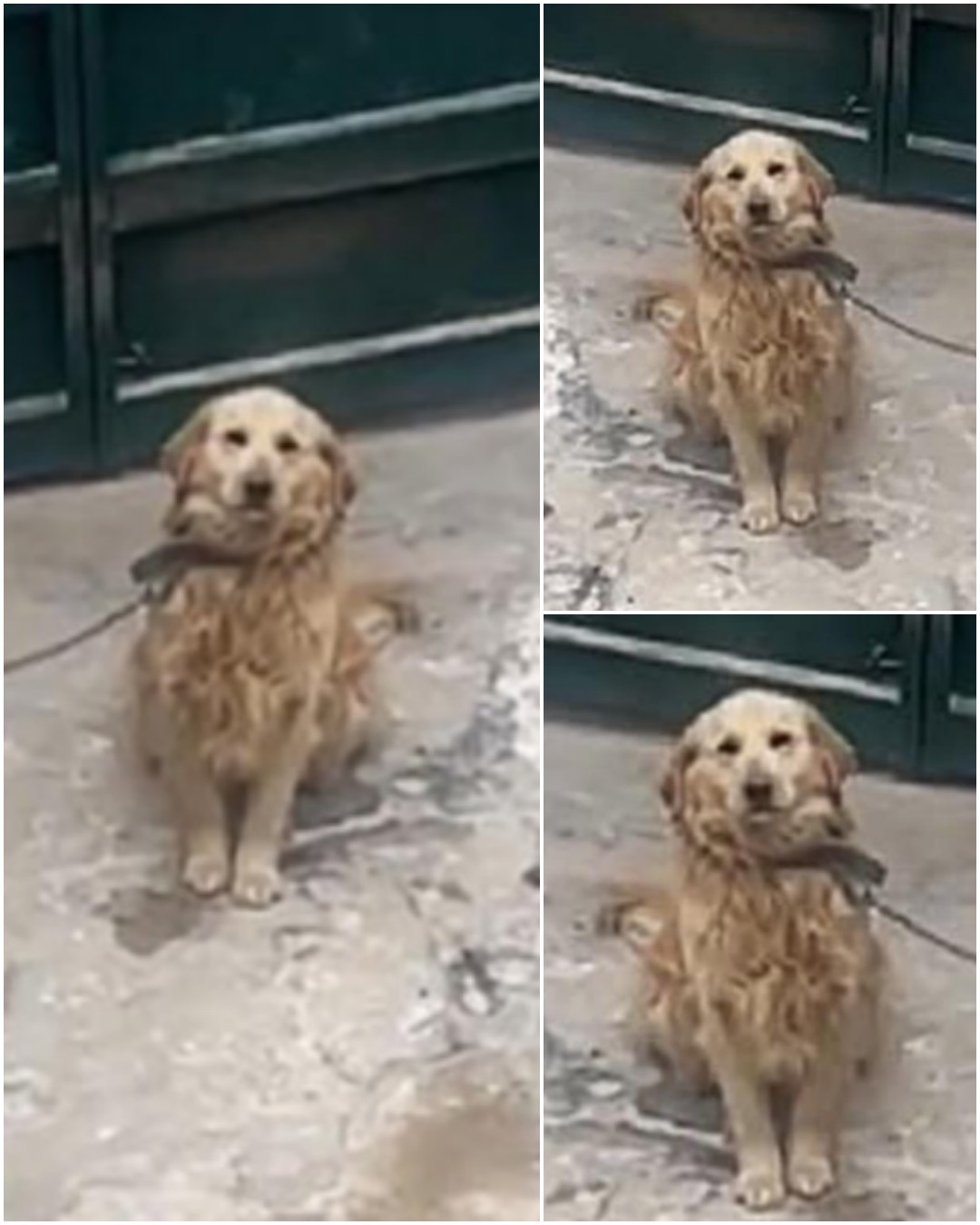 The Golden Promise: A Heartwarming Story of Hope, Compassion, and Second Chances2305