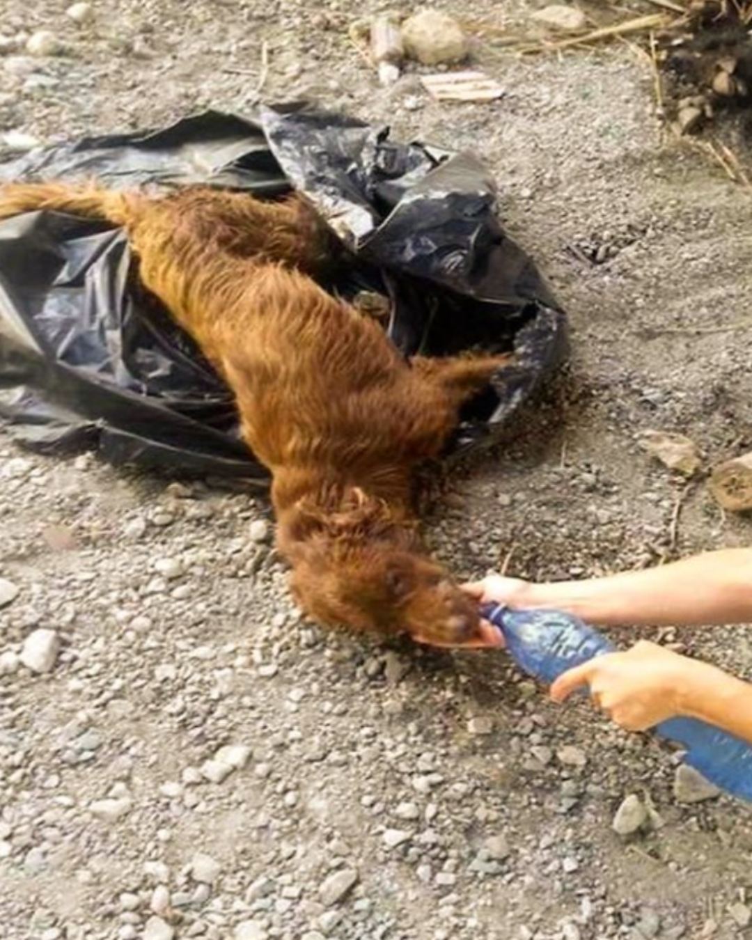 From Darkness to Hope: A Heartwarming Story of a Dog Rescued from the Brink of Death1878