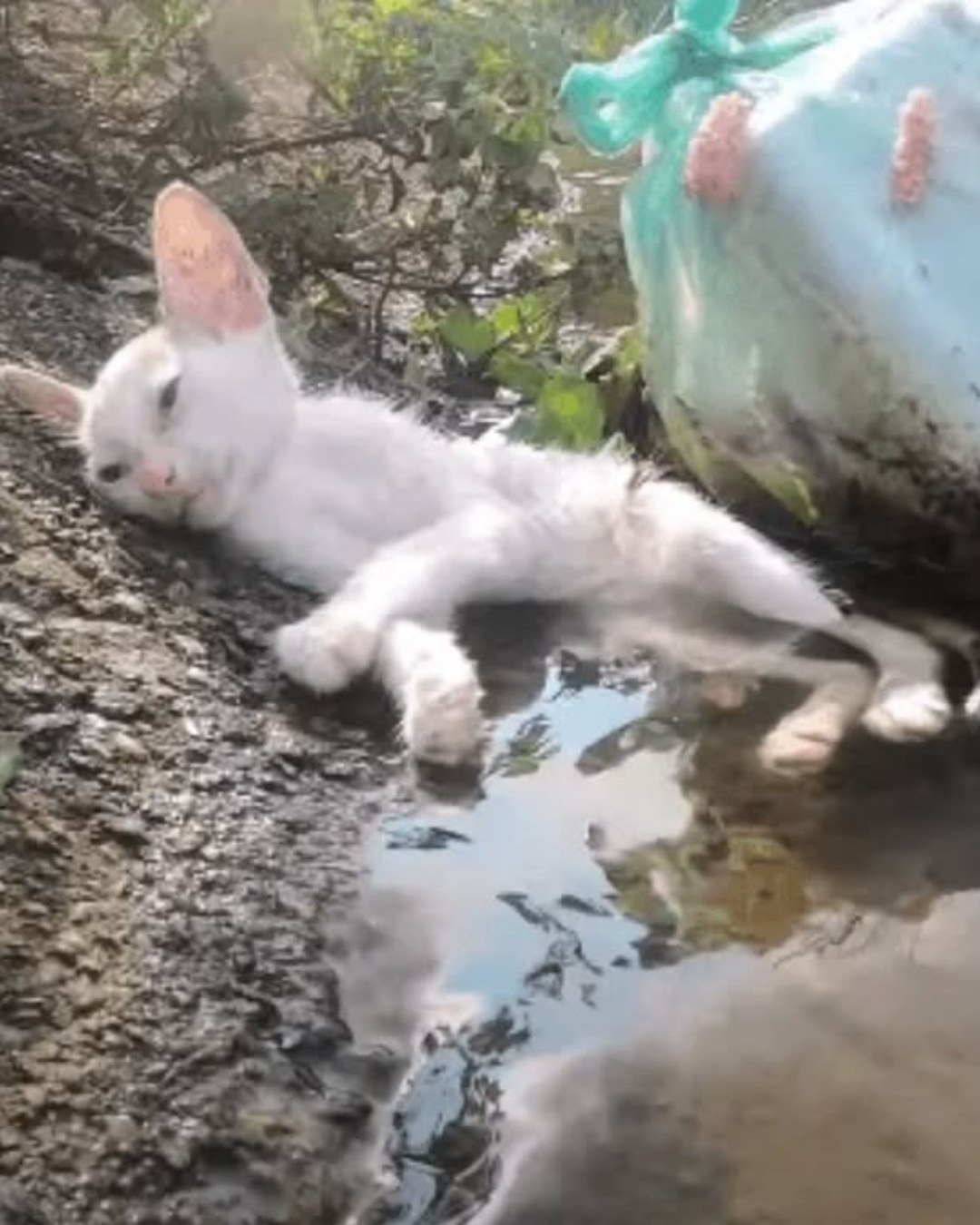 Whiskers of Hope: A Heartwarming Journey from Fear to Love1972