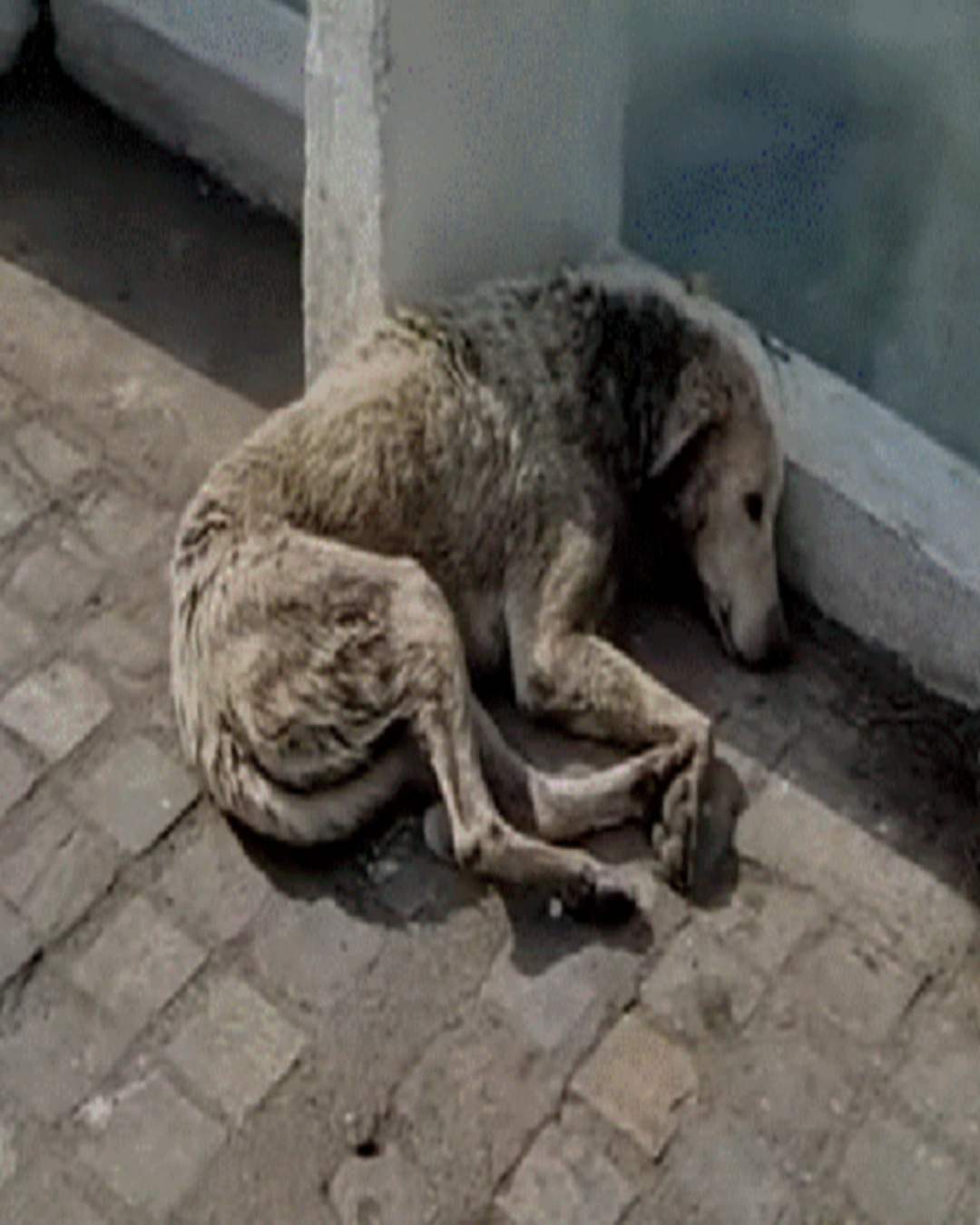 From Pain to Purpose: A Heartwarming Story of Courage and Compassion1794