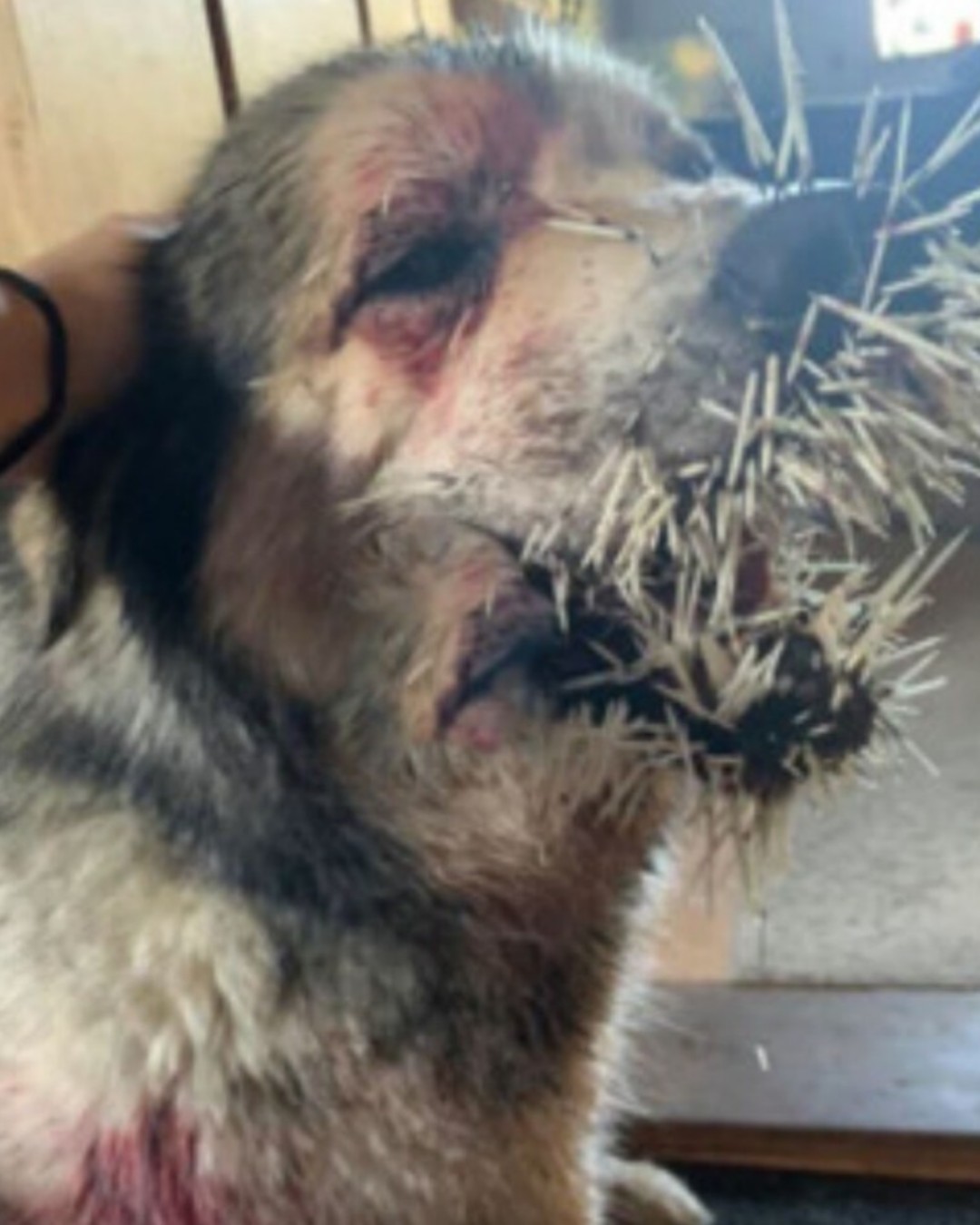 Rusty’s Journey: From Pain to Purpose – A Touching Tale of Courage and Resilience1960