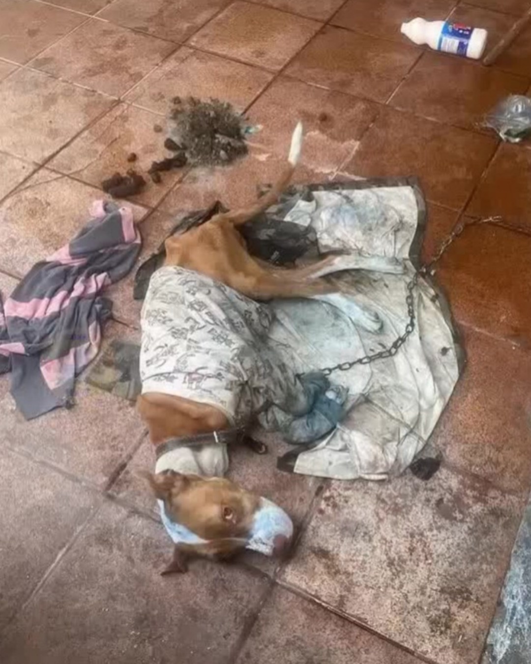 Lucy’s Second Chance: A Heartwarming Journey of Hope and Compassion1983