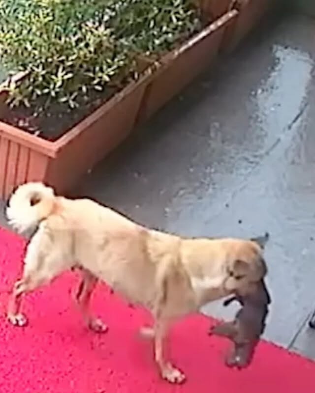 The Unspoken Promise: A Mother’s Hope on a Vet’s Doorstep