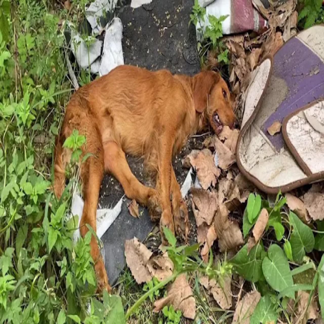 Village Unites to Save Poisoned Dog, Finding Hope Amidst Crisis