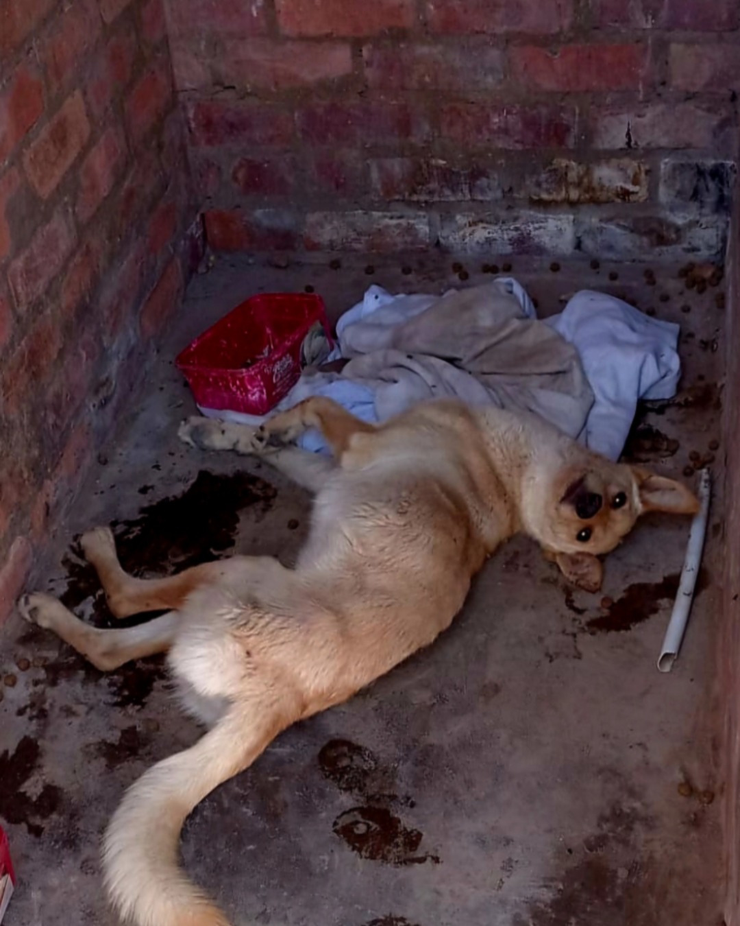 The Miracle of Layla: A Heartwarming Story of Hope, Compassion, and Second Chances2156