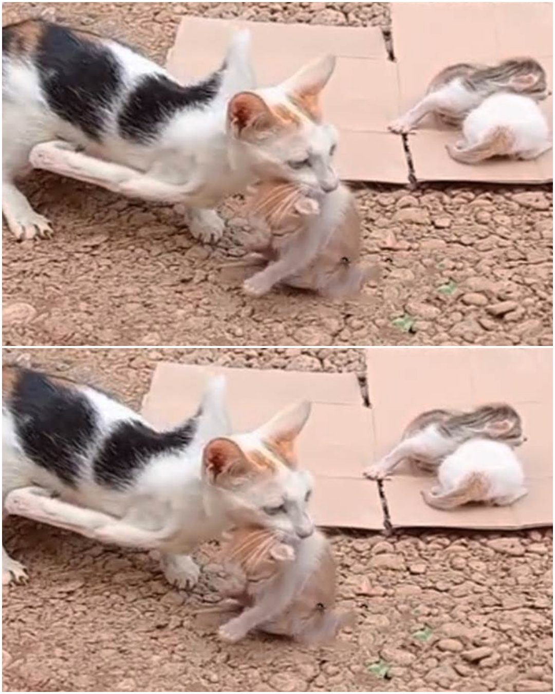 Two-Legged Mama Cat Tearfully Carrying Her Baby Kittens Everywhere to Ask for Help: A Heartwarming Story of Courage and Maternal Love1996