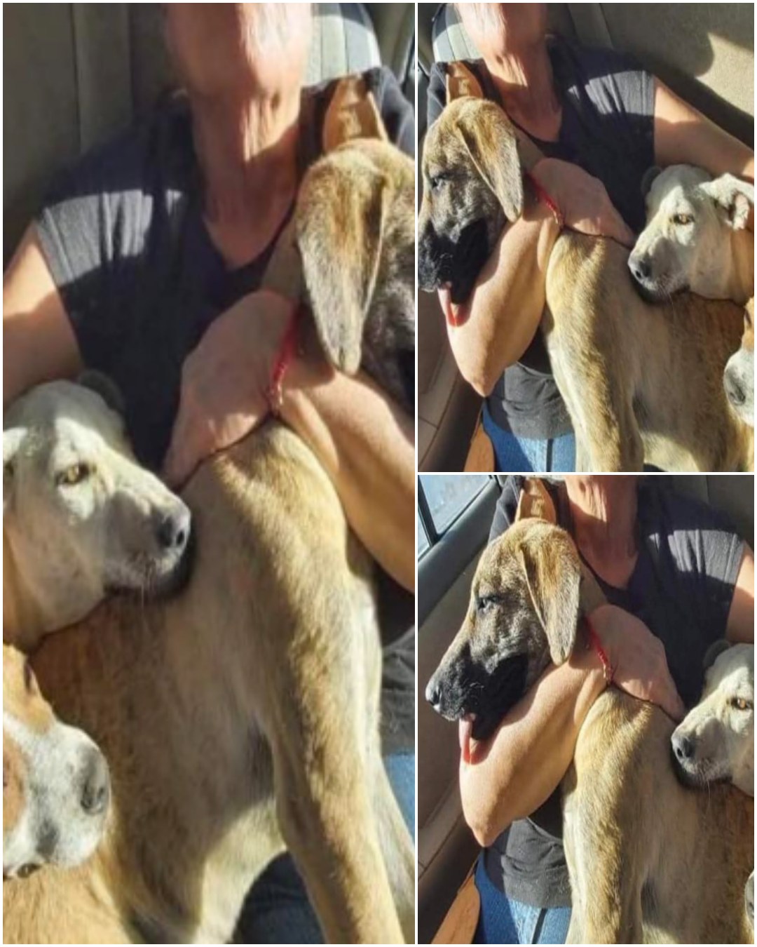 Bound No More: A Heartwarming Story of Rescue and Hope2317