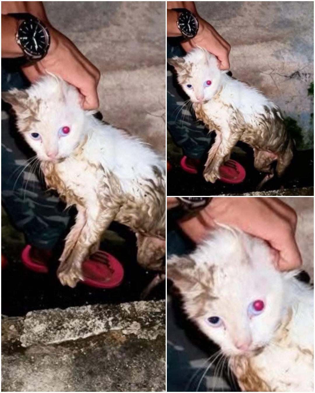 When Kindness Returns: Puci the Cat and the Quiet Miracle of a Second Chance2107