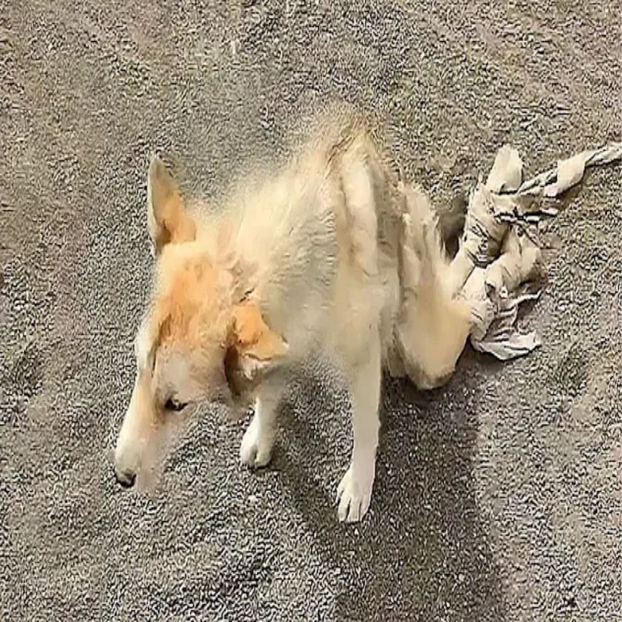 A Helping Hand: The Heartwarming Rescue and Revival of a Struggling Street Dog