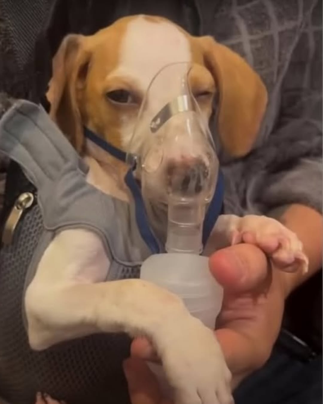 Echoes of a Second Chance: The Unspoken Symphony of Tunico