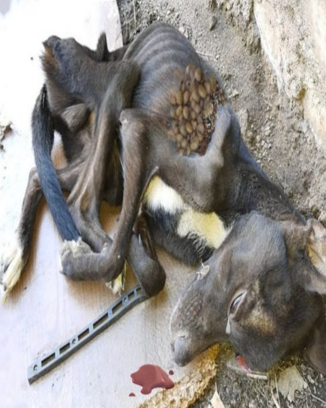 From the Edge of Survival to a Life Filled With Light — A Touching Story of Compassion That Changed a Stray Dog Forever2101