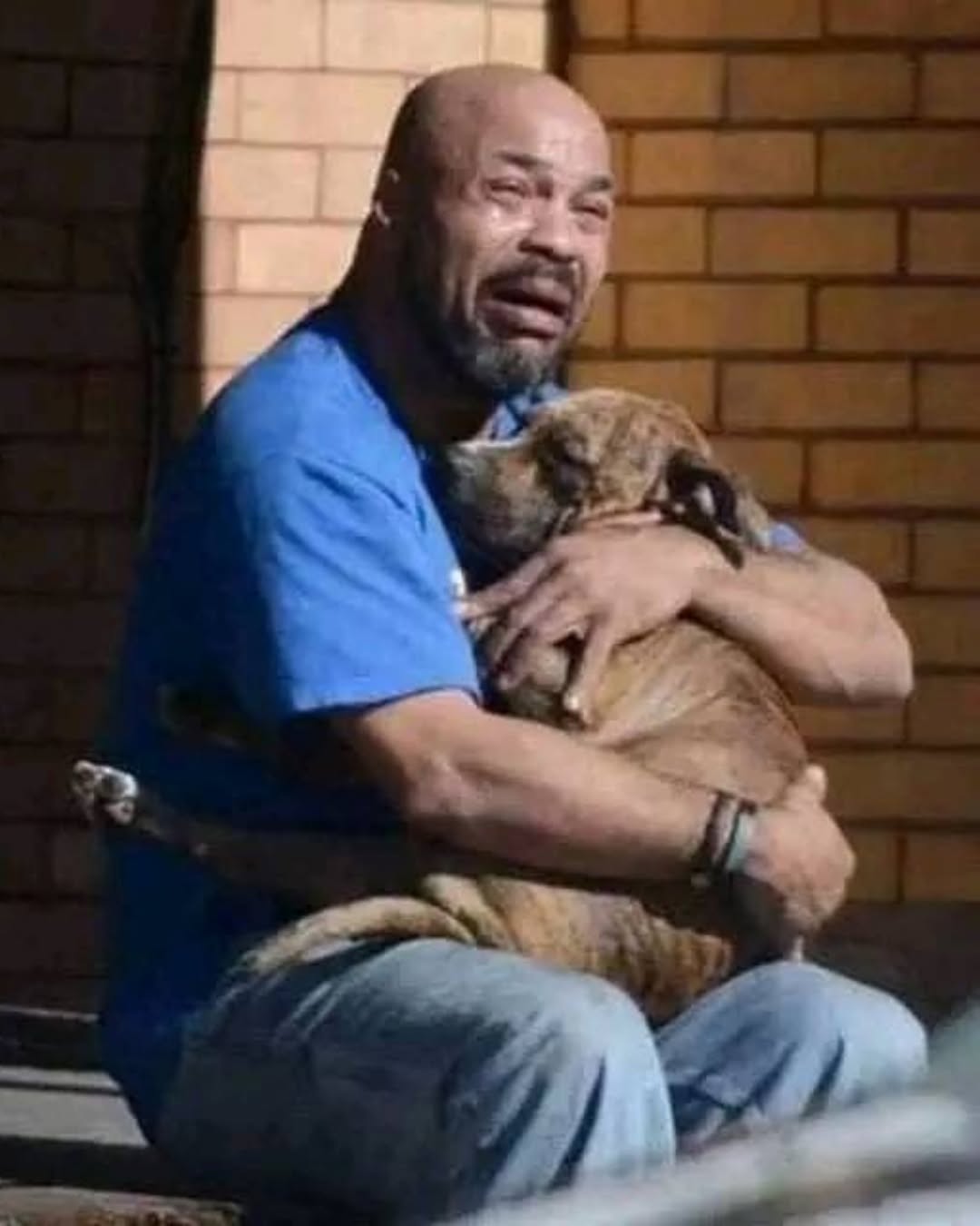 The Echo of a Paw Print