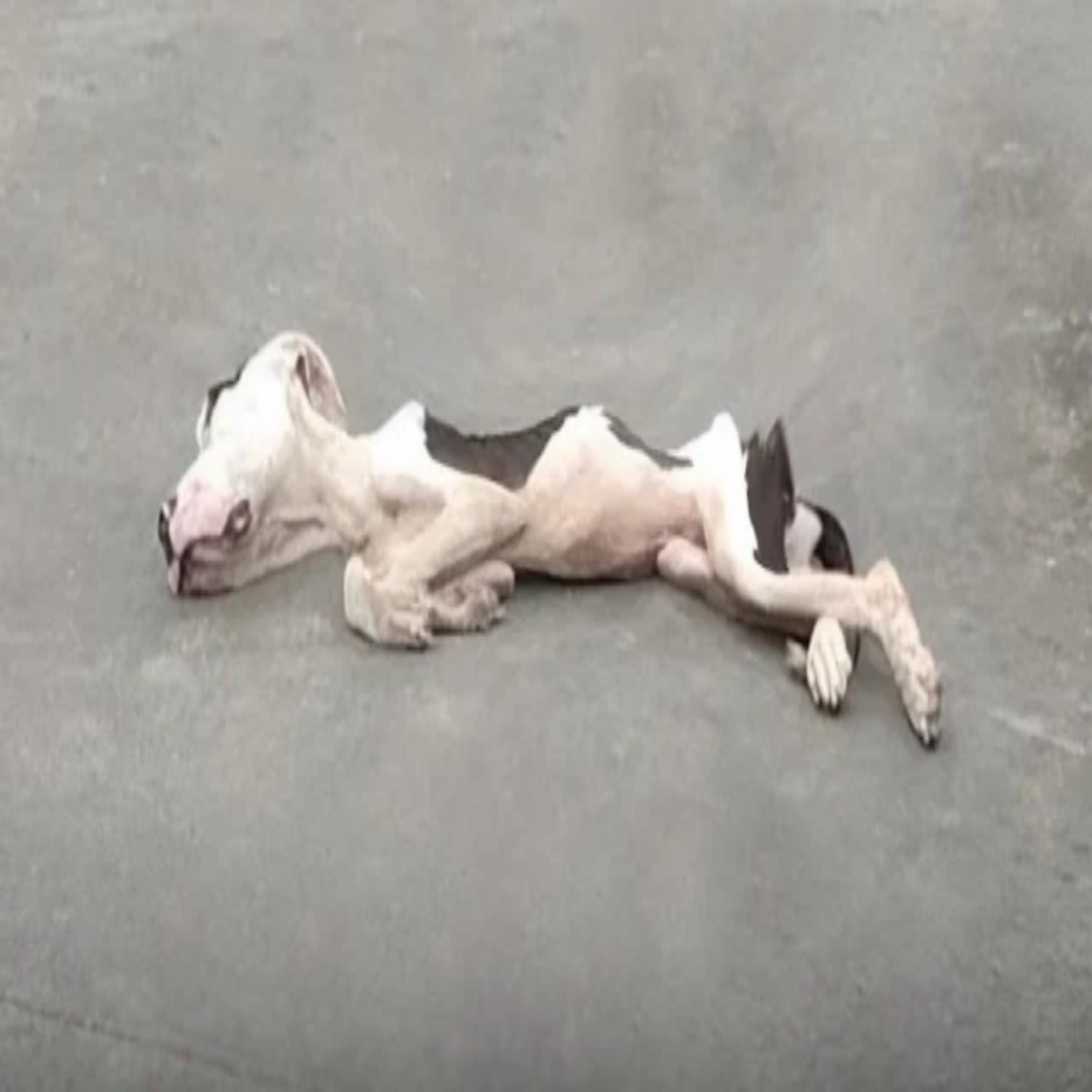 Roadside Rescue: A Frail Dog’s Journey from Despair to Hope