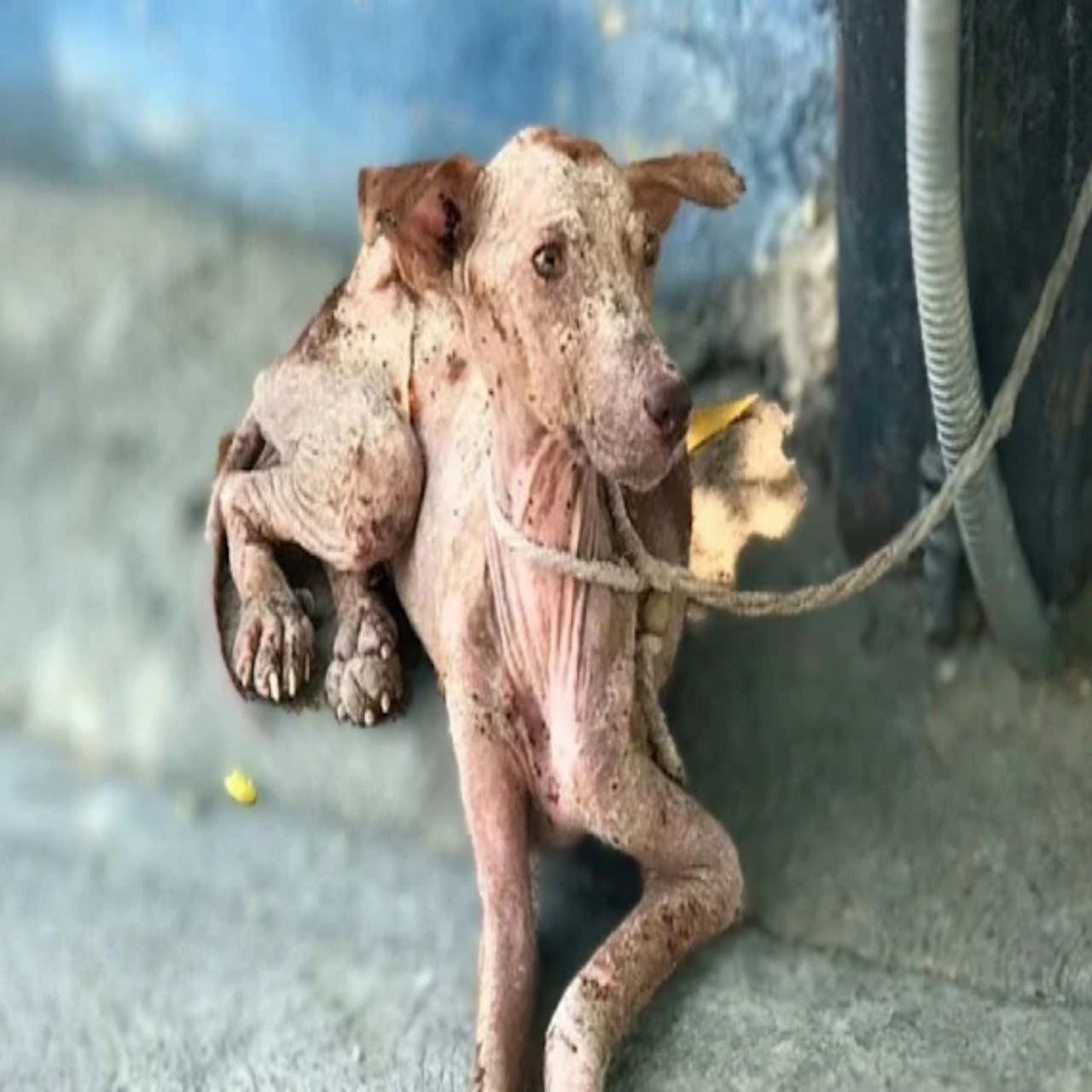 From Frail to Fabulous: A Heartwarming Dog Rescue Tale of Love and Recovery