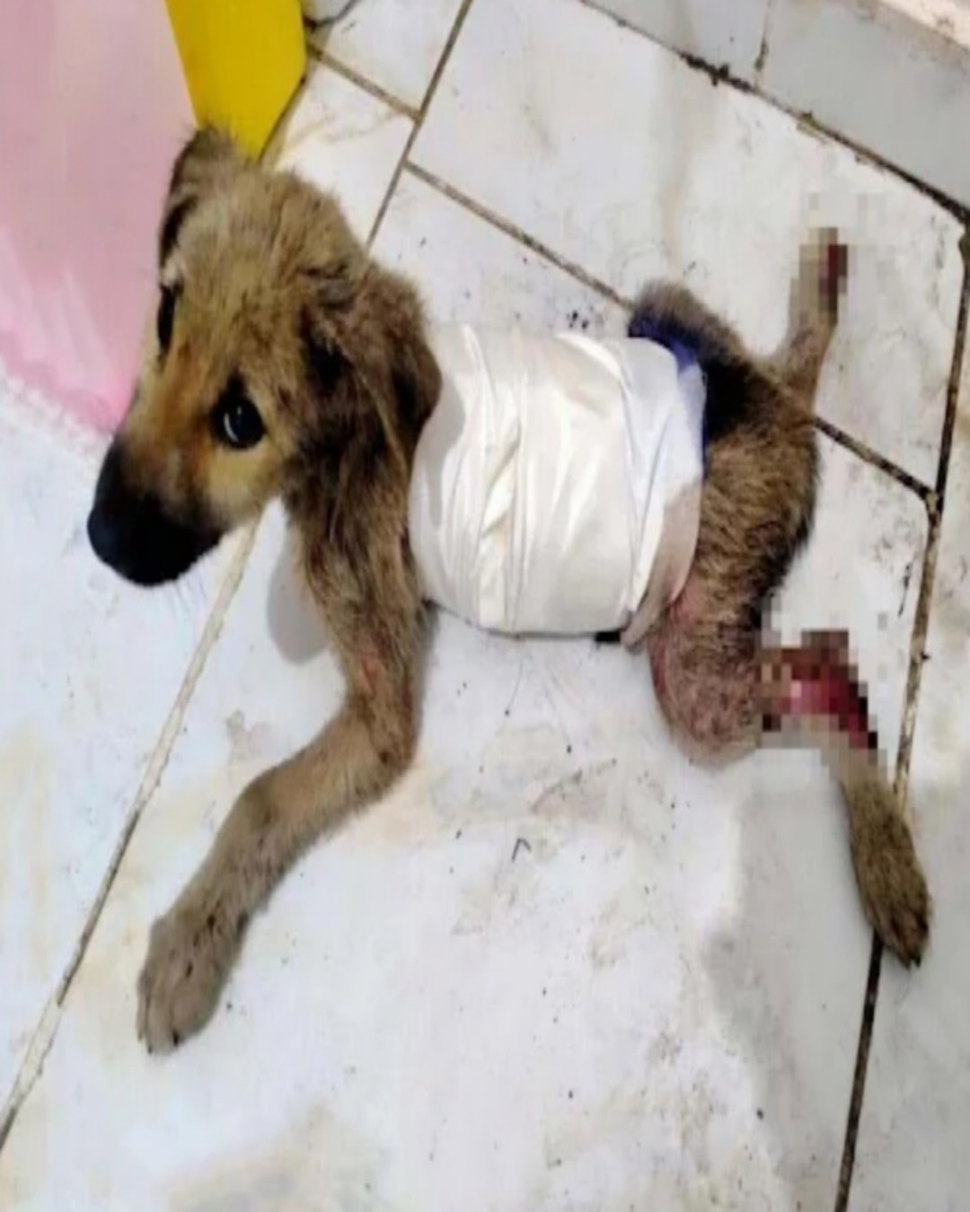 Merve’s Miracle: A Heartwarming Journey of Resilience and Hope2081