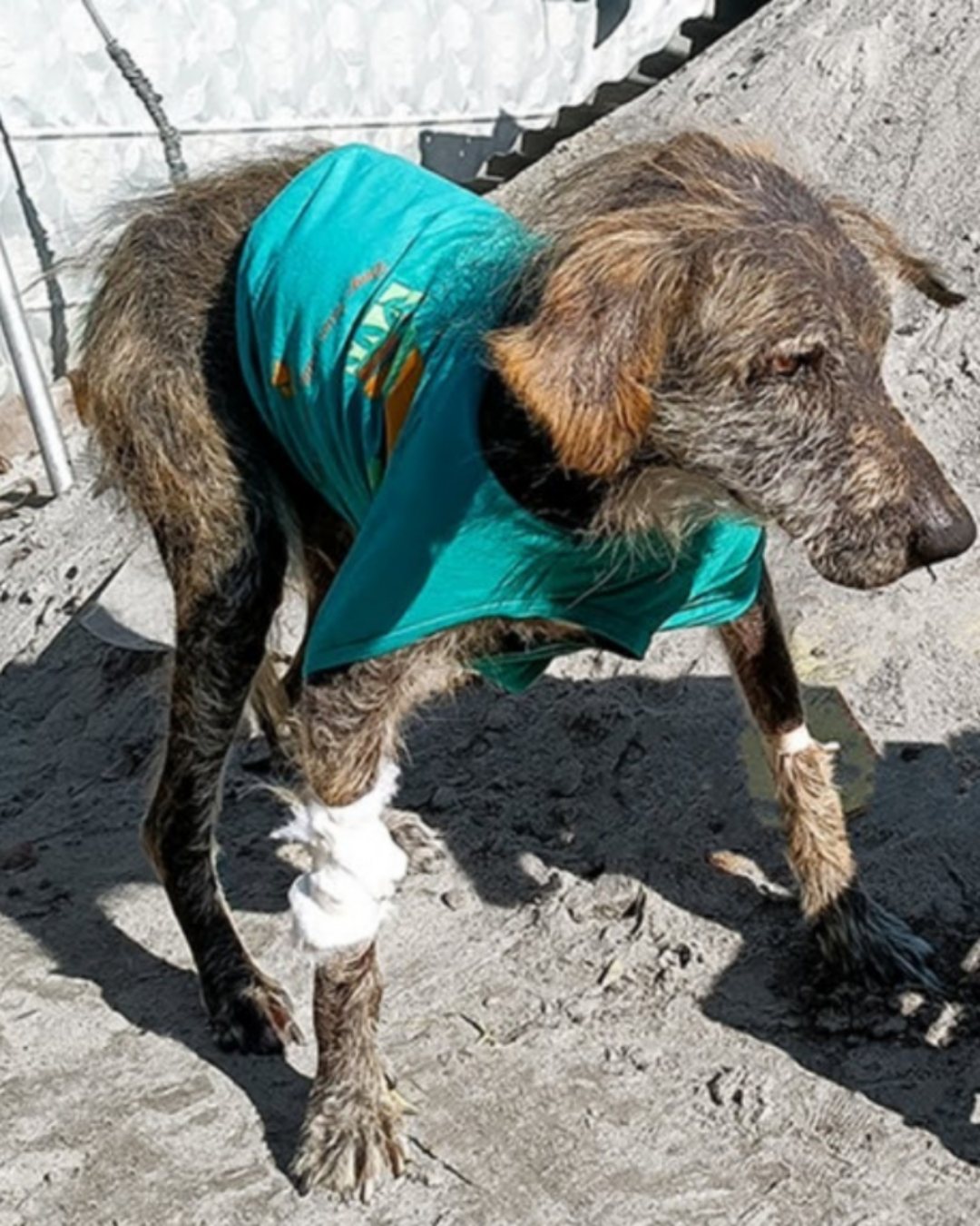 A Gentle Life Remembered: Trumpad’s Story of Empathy, Love, and Awareness2118