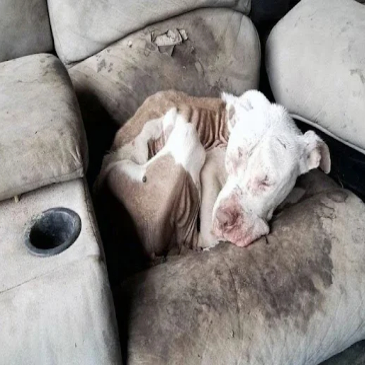 Rescue and Recovery: Aniken’s Heartwarming Transformation From Desperation to a Loving Home