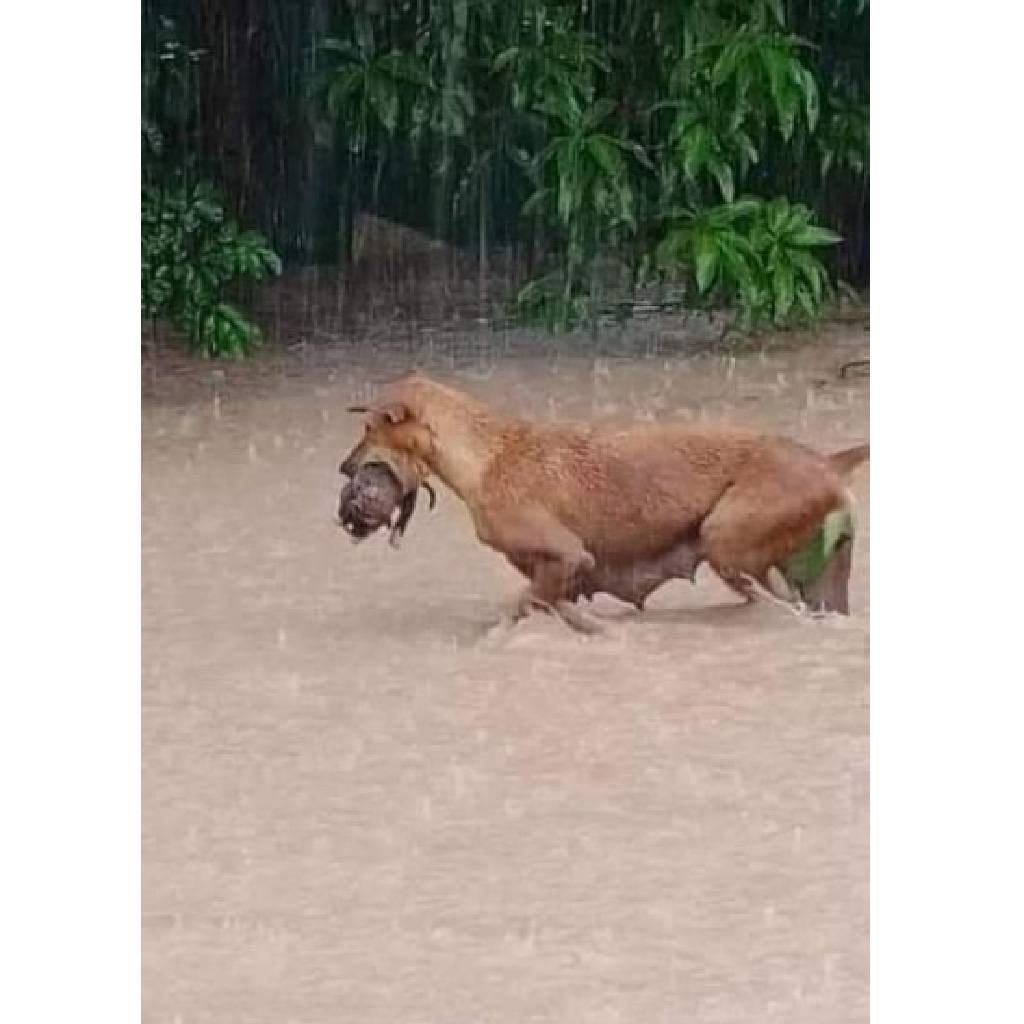 Heroic Mother Dog Bravely Rescues Puppies from Flood, Warms Hearts Worldwide
