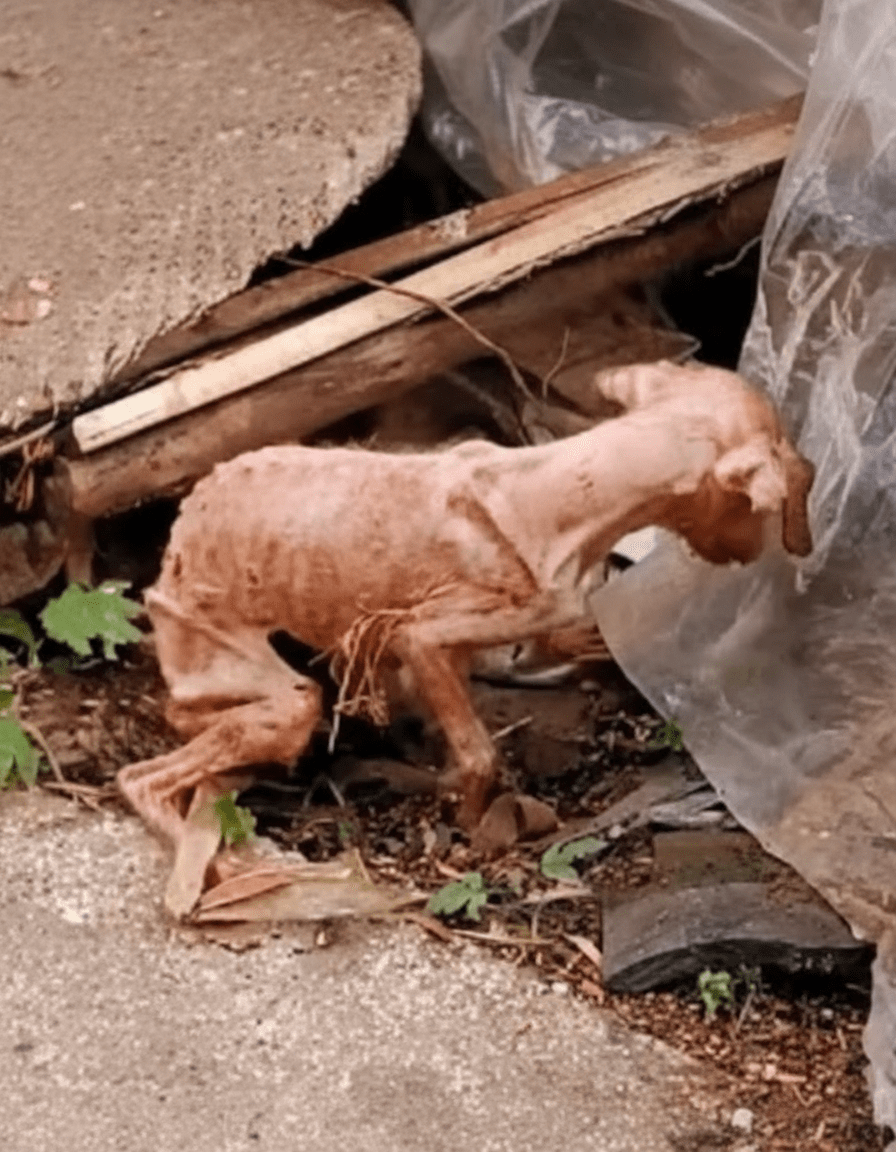 From Death’s Doorstep: The Emaciated Dog Who Defied Odds in a Thai Village Miracle