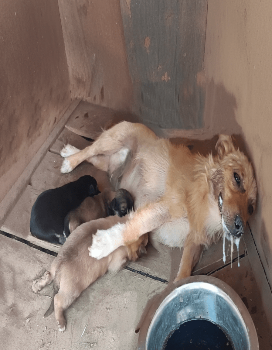 Mother Dog’s Desperate Crawl: Poisoned After Birth, She Begged for Her Puppies’ Lives