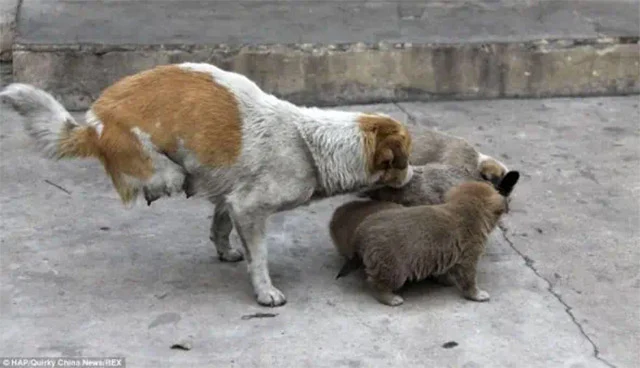 Two-Legged Dog Amazes by Mothering Puppies; Rescued to Start Anew in Hong Kong