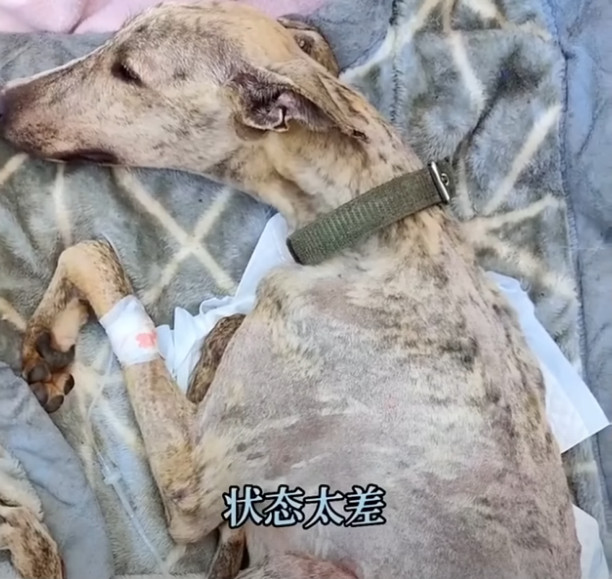 Rescued Dog Luna’s Journey from Neglect to Joy Inspires Hope and Healing