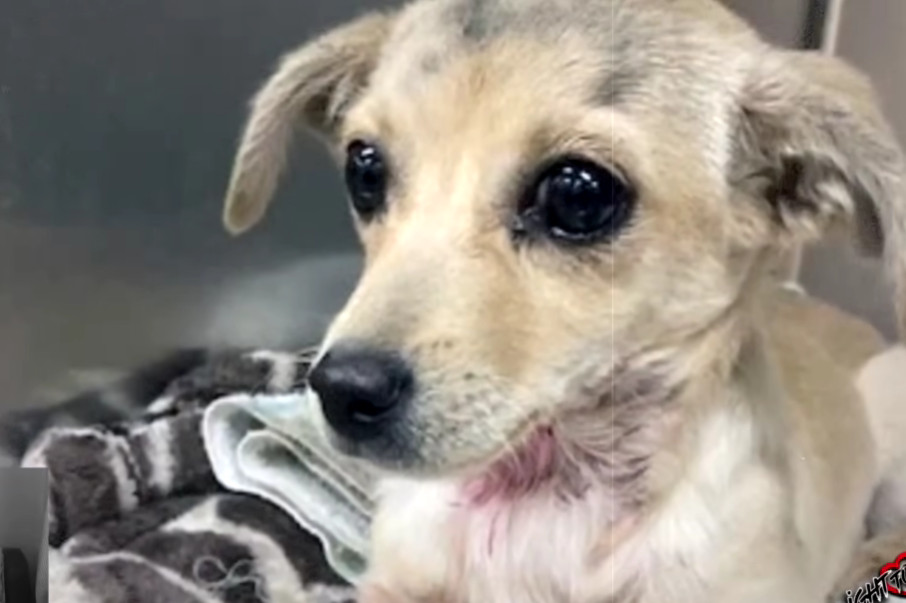Heroic Rescue Saves Injured Puppy Lucky: A Heartwarming Tale of Survival and New Beginnings