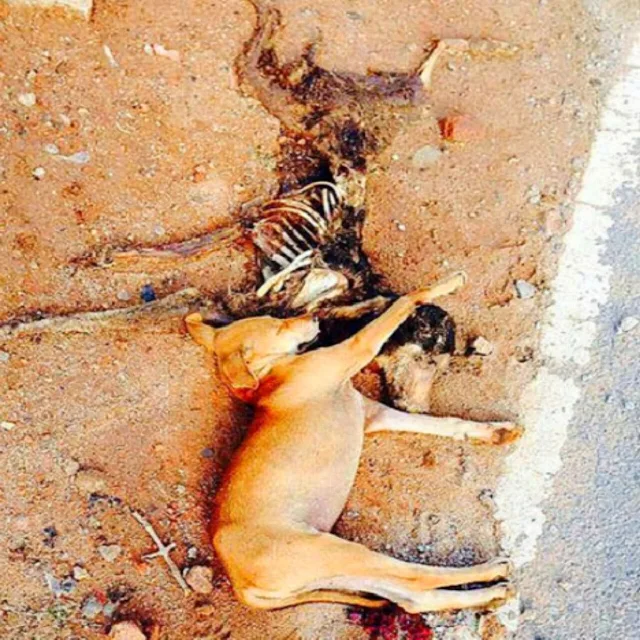 Heartfelt Rescue: Puppy Finds Hope After Tragic Loss in India