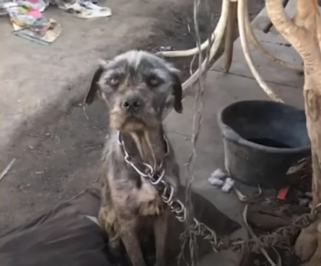 From Chains to Care: A Heartwarming Dog Rescue Transforms Lives in Los Angeles