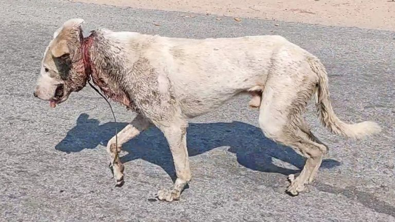 From Pain to Peace: The Unbelievable Transformation of a Dog Who Refused to Give Up