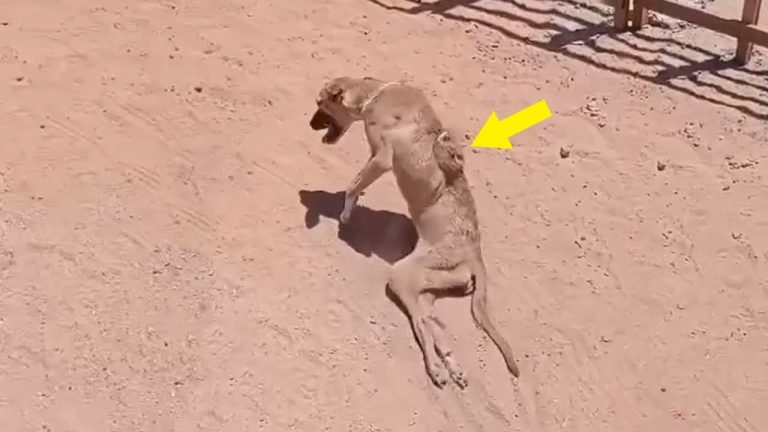 “Her broken spine popped out”, she was panting & dragging her hind legs tried to run from someone