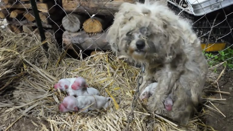 Chained, the mother dog holds her newborn puppies and cries when there is no milk to feed them
